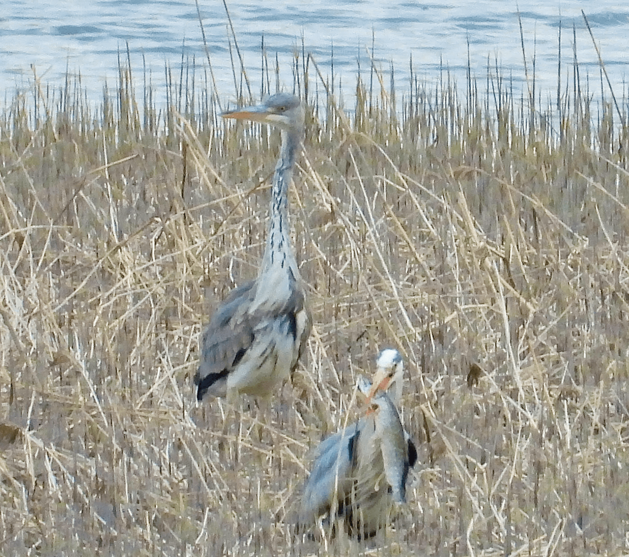 Harmaahaikara, elävä fossiili havainto