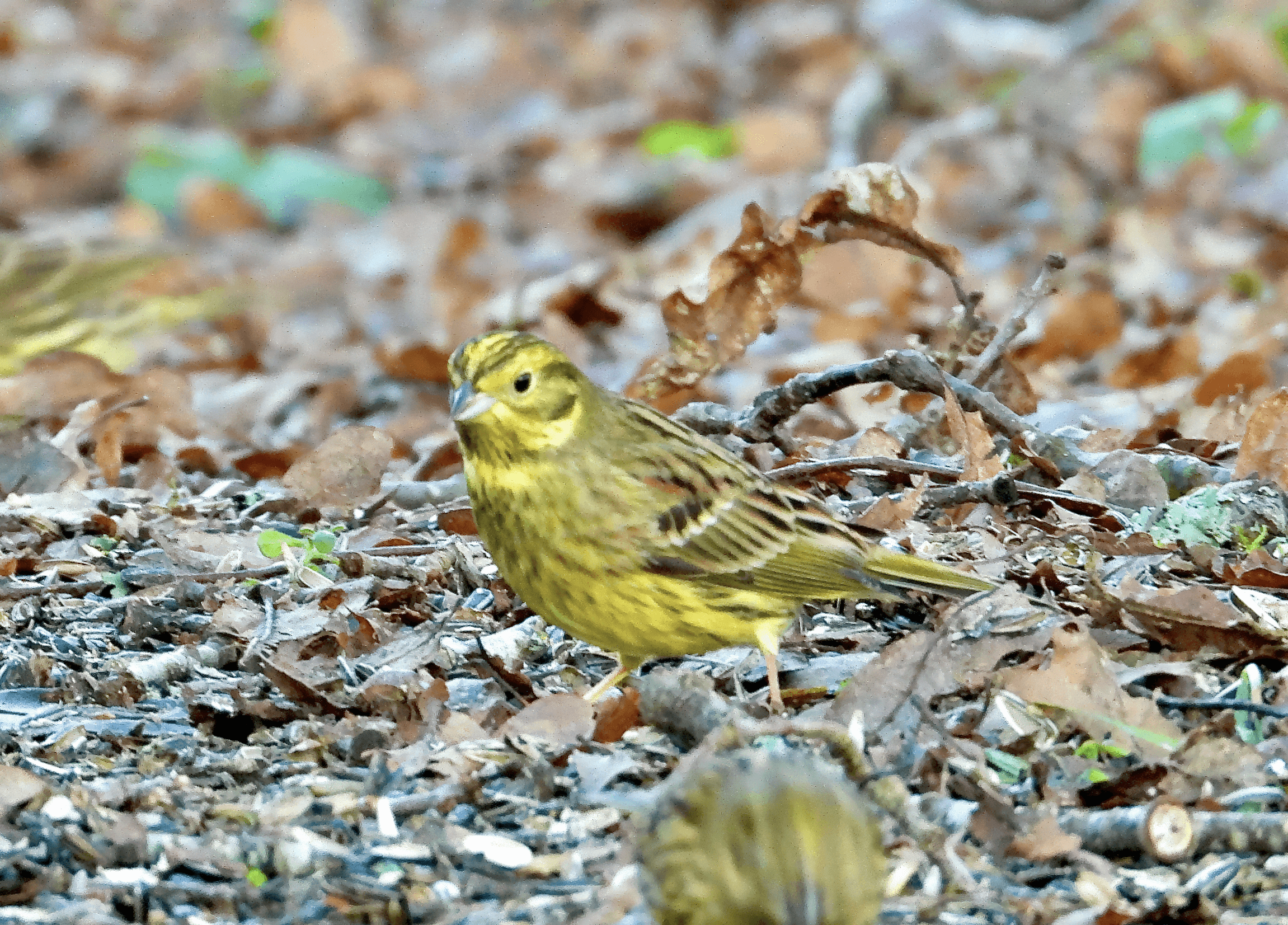 Keltasirkku havainto