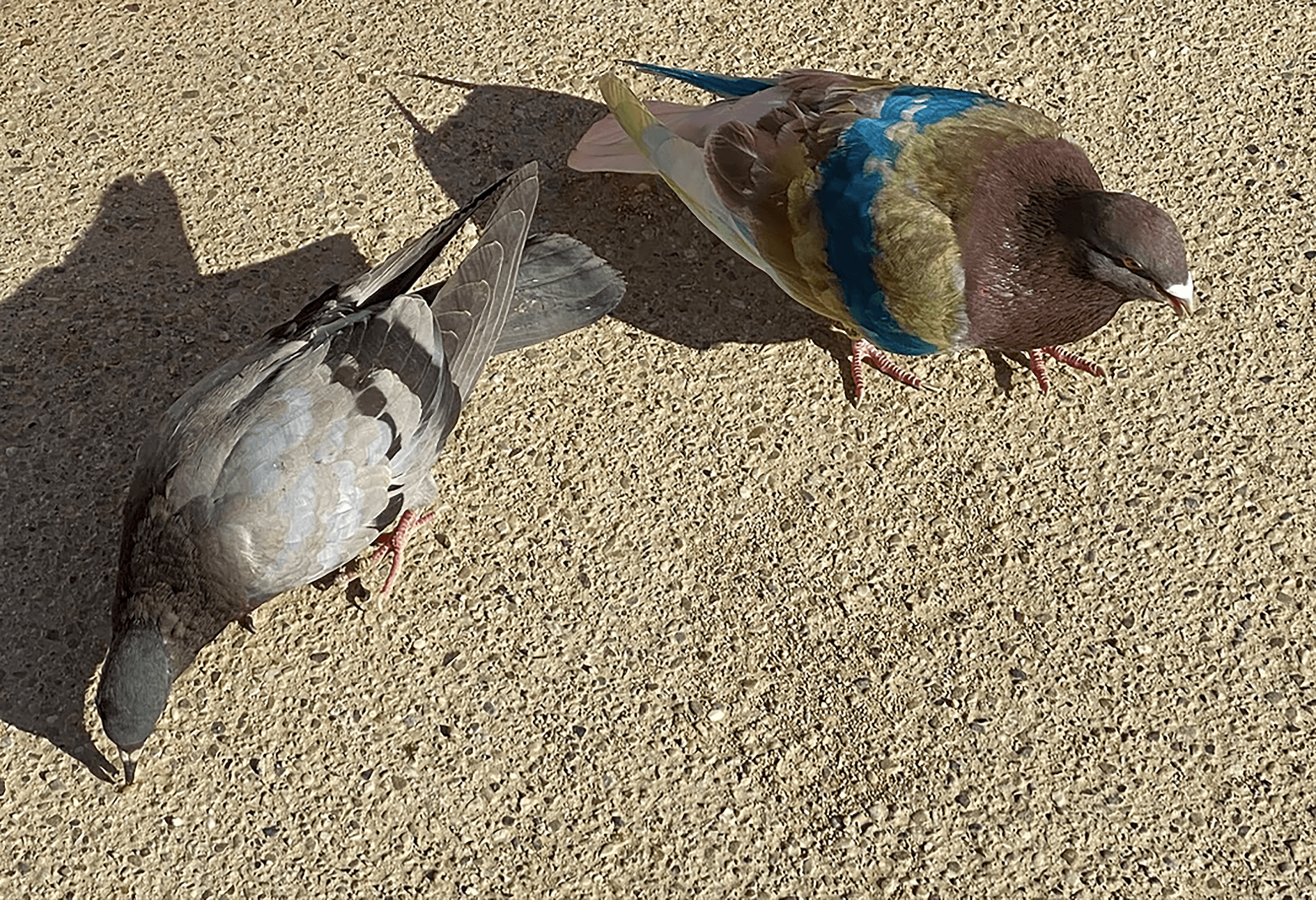 Espanjalainen kilpakyyhky / Palomo Deportivo