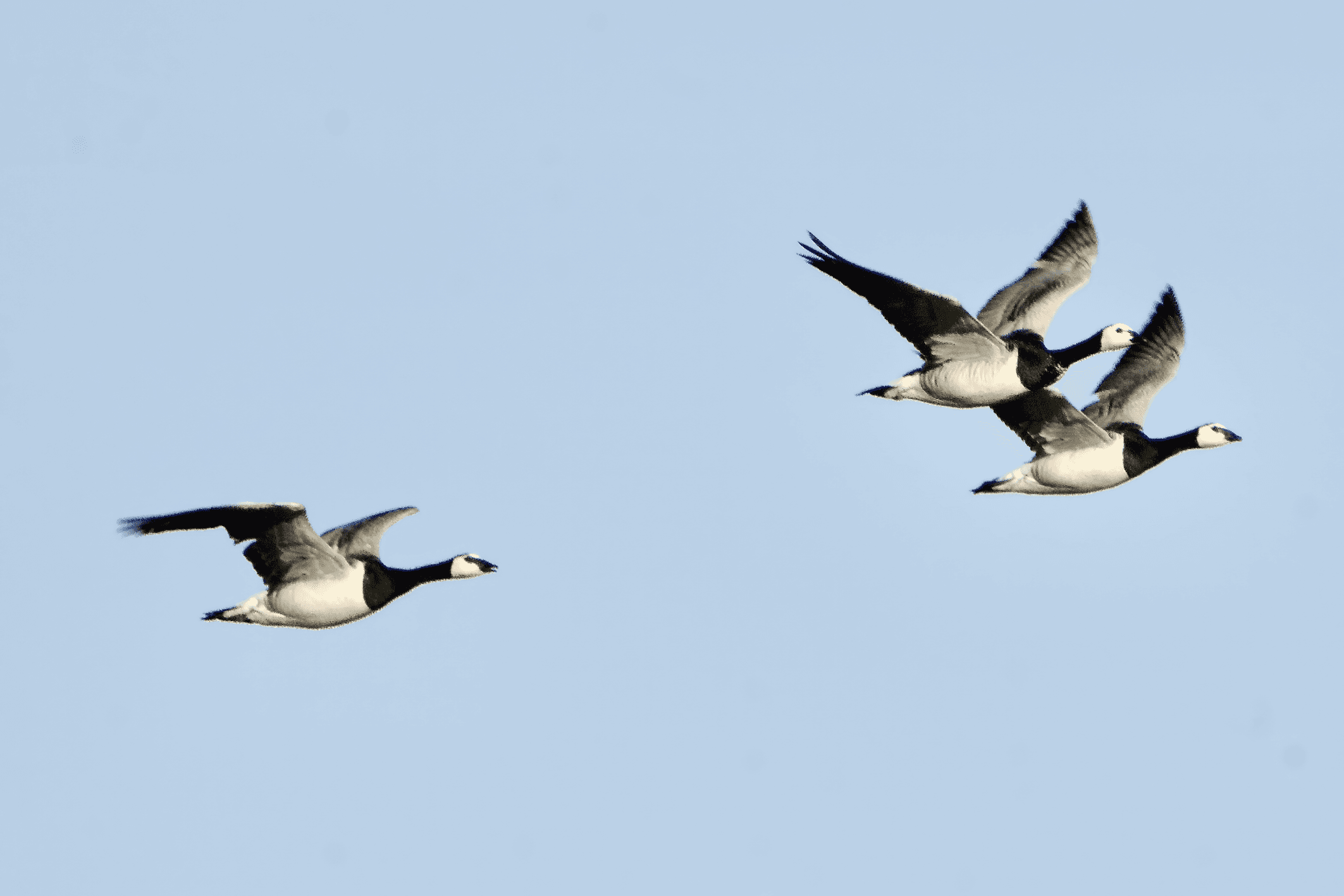 Valkoposkihanhi havainto