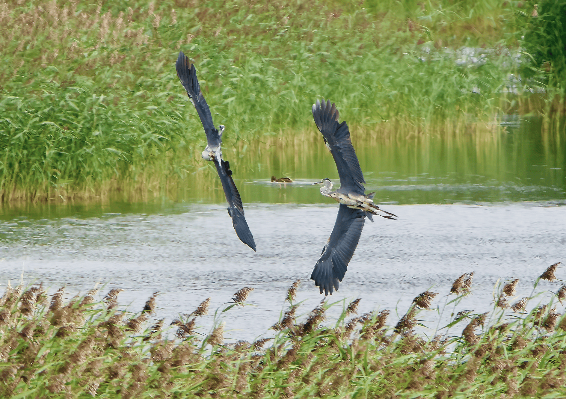 Harmaahaikara havainto