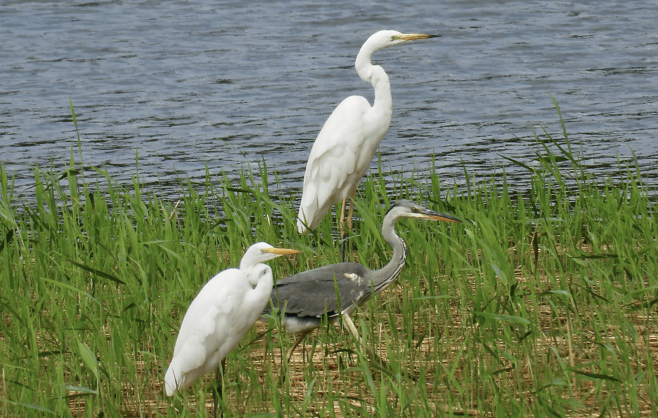 Harmaa- ja jalohaikara yhdessä