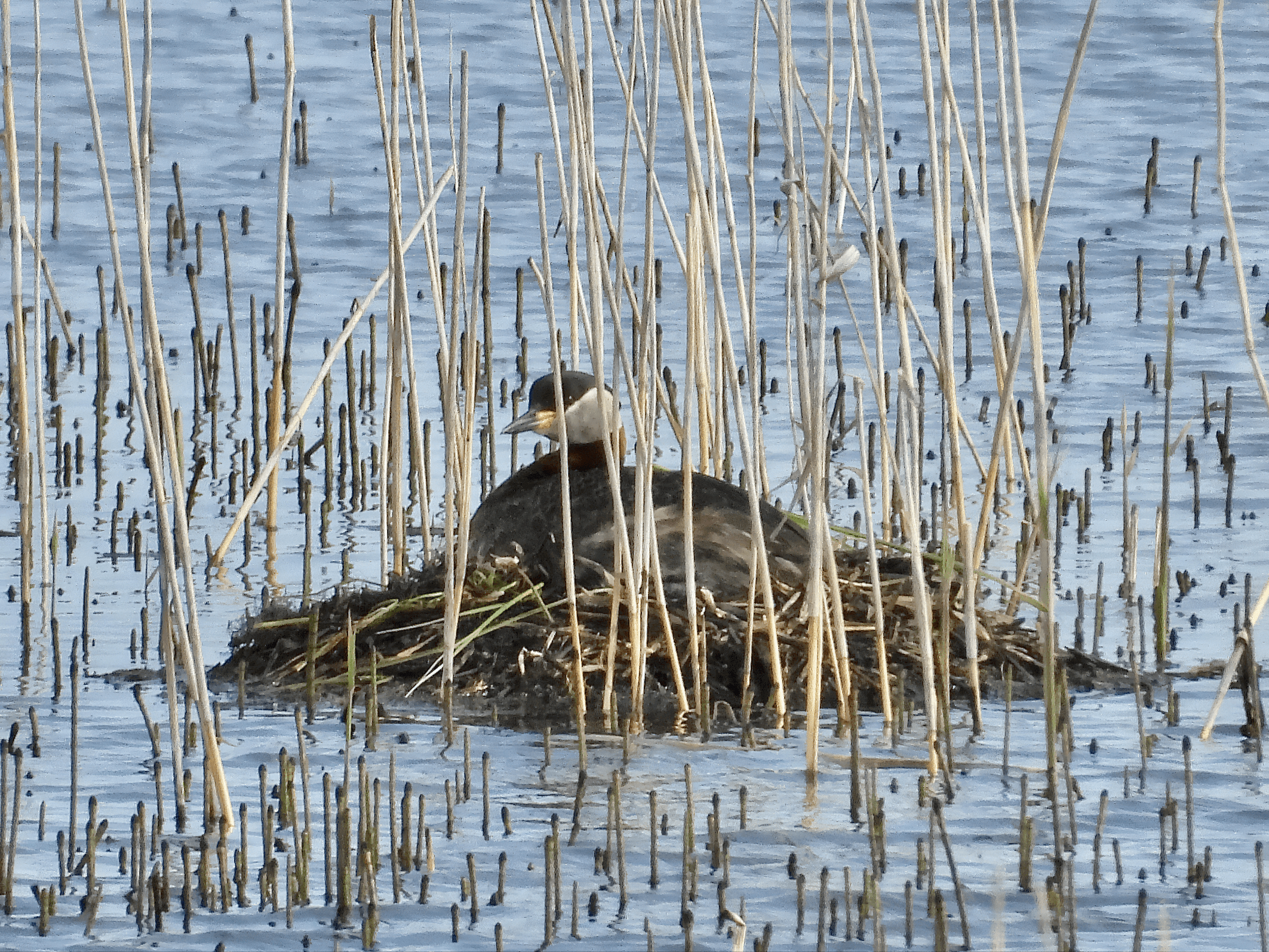 Härkälintu havainto