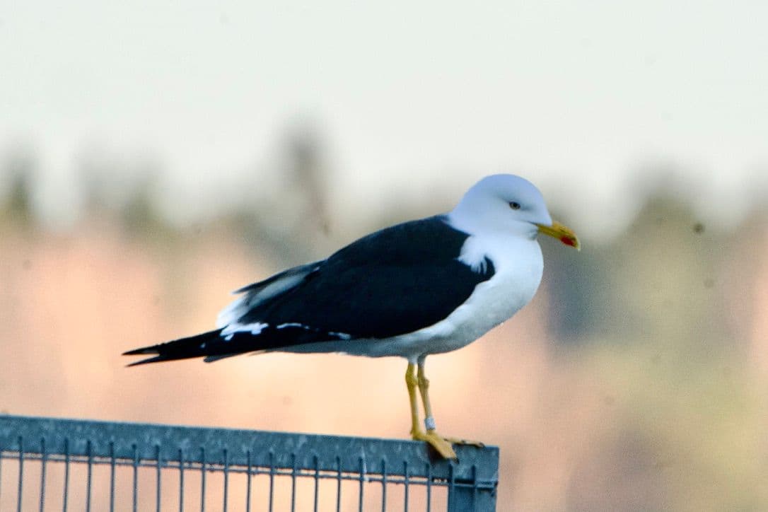 Selkälokki