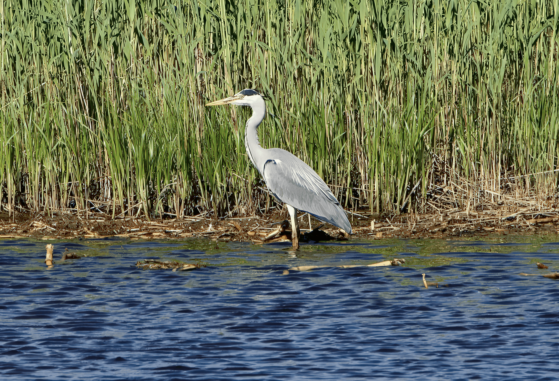 Harmaahaikara, elävä fossiili havainto