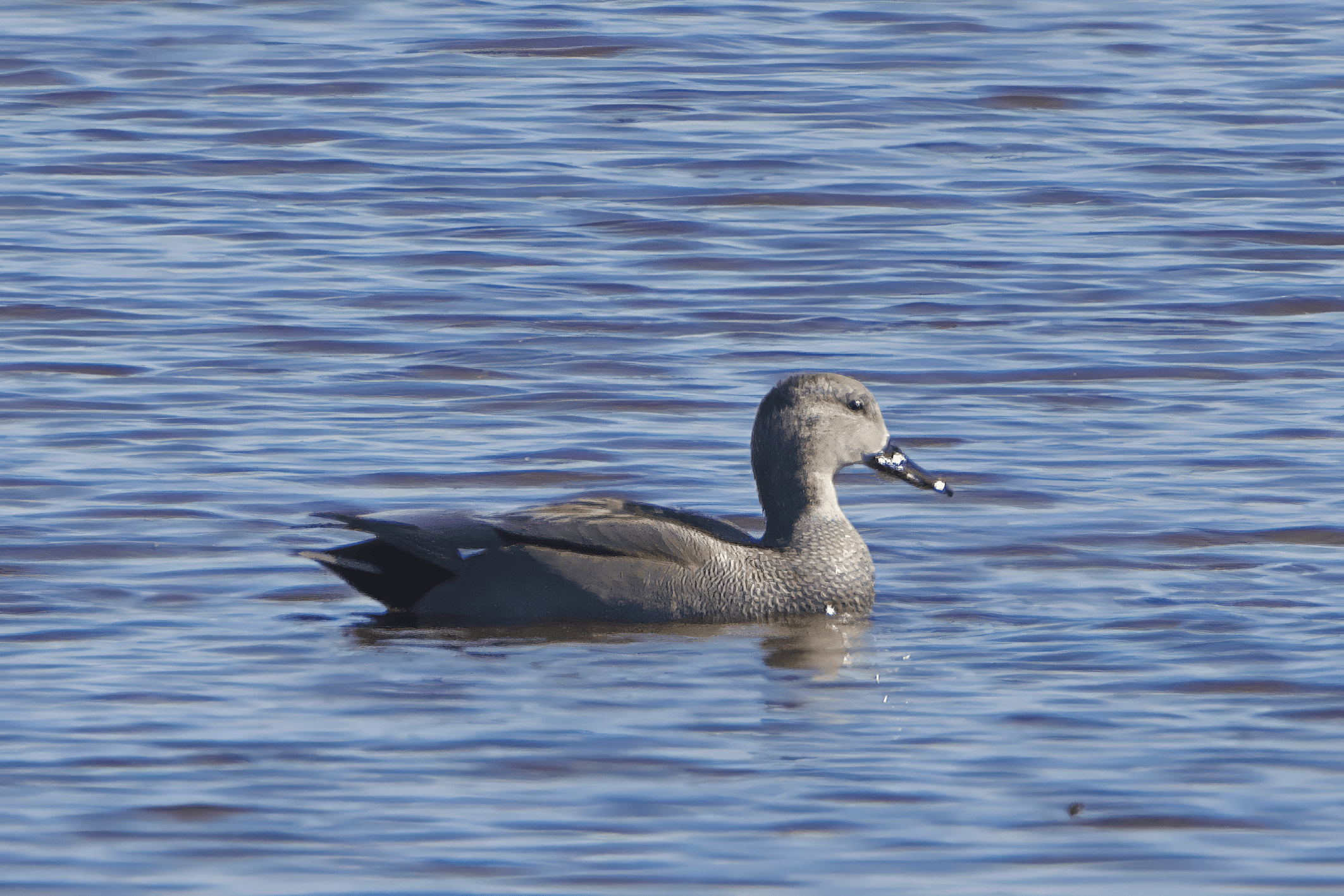 Harmaasorsa havainto