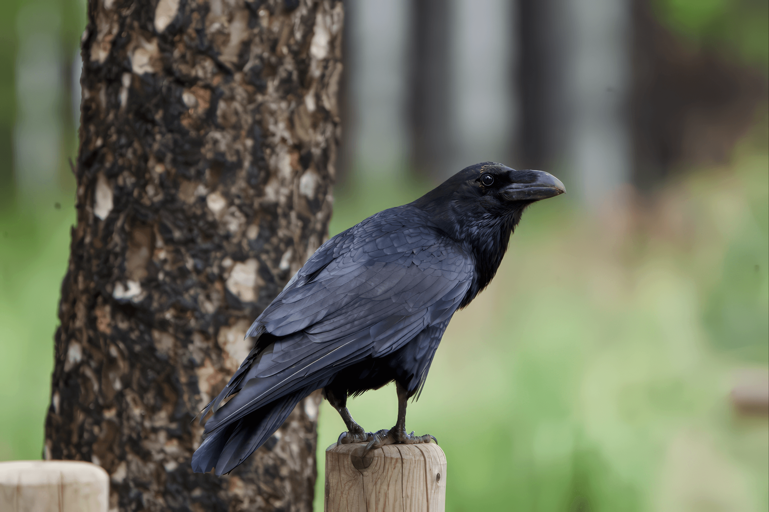 Kanariansaarten korppi