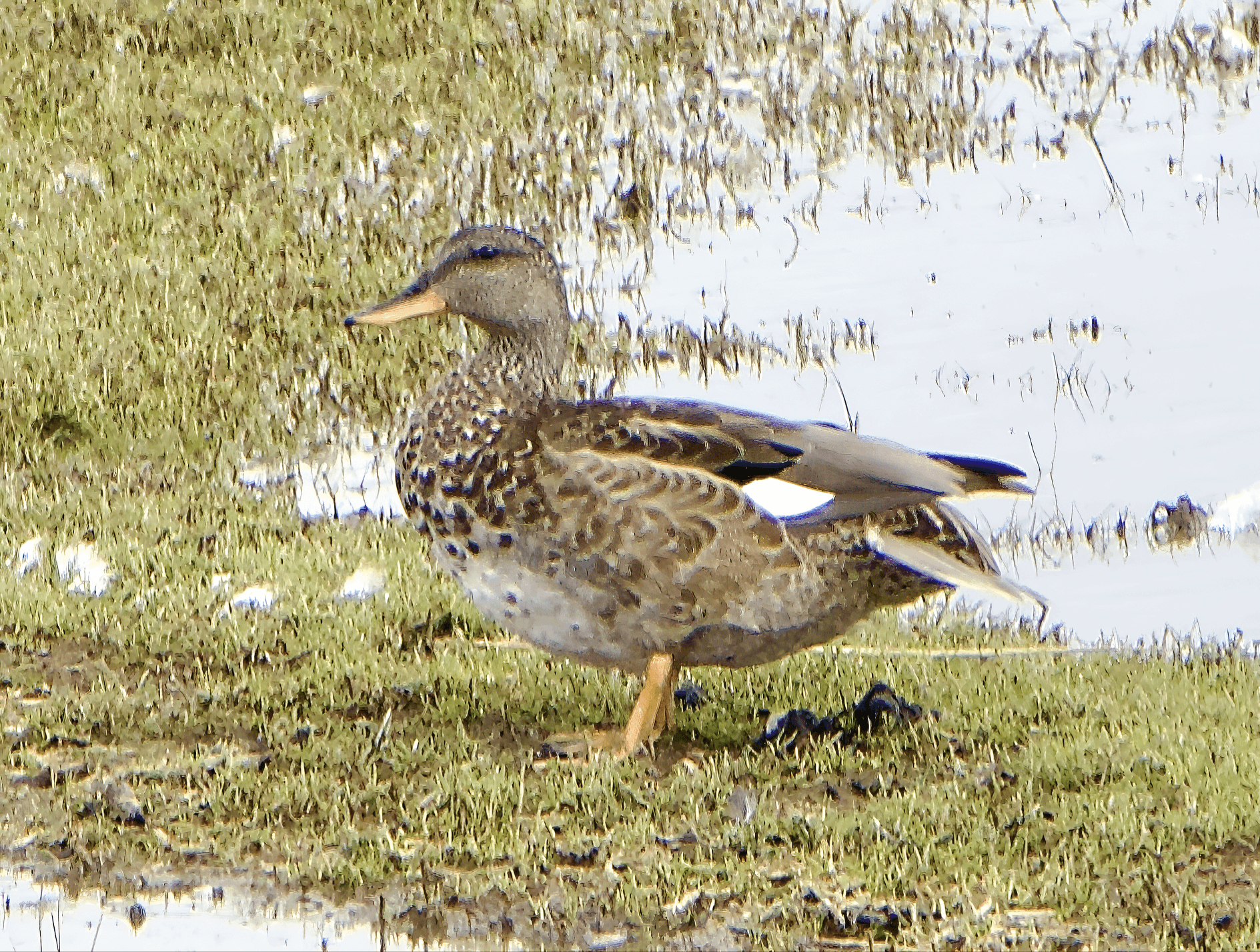 Harmaasorsa havainto