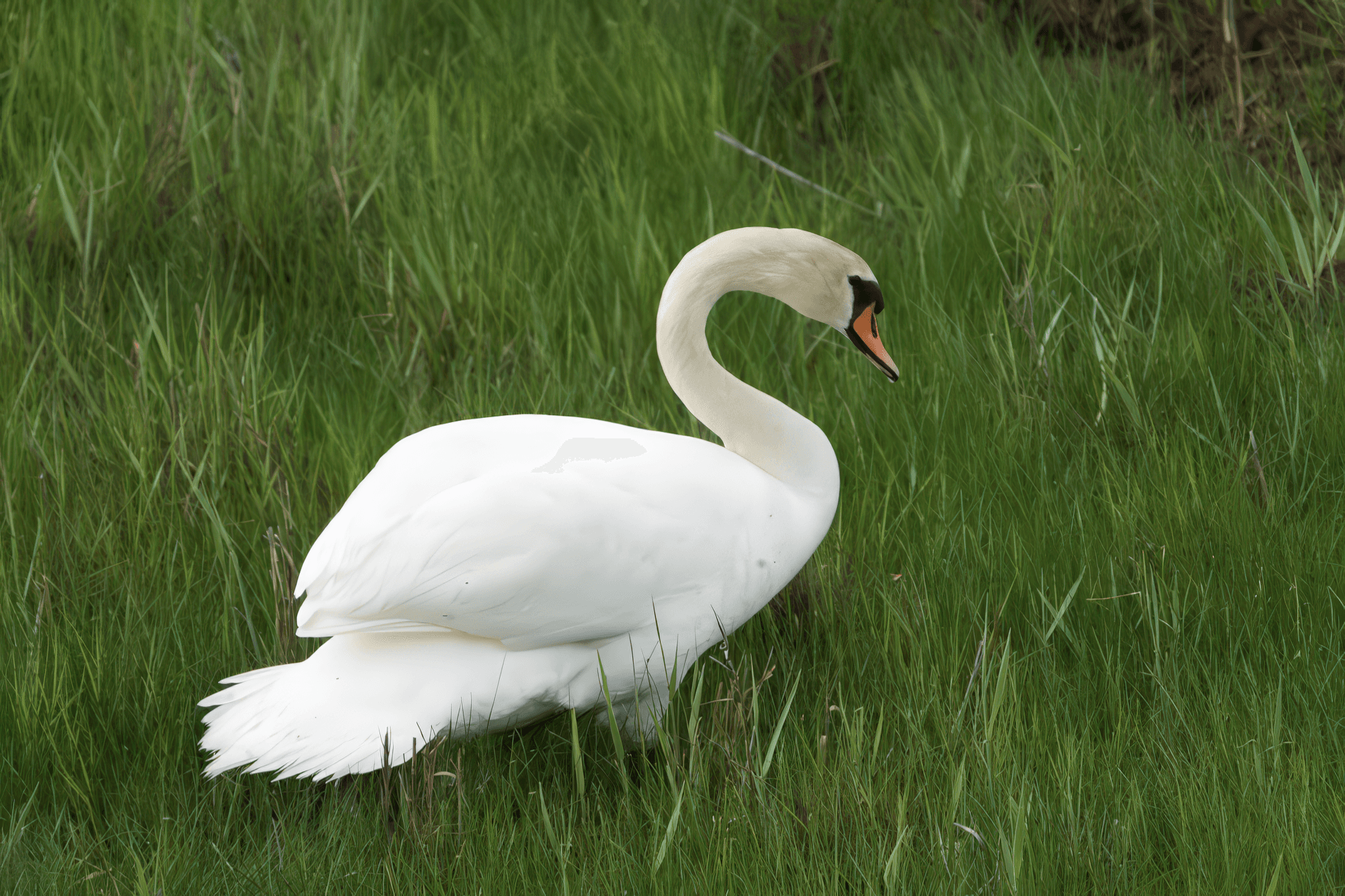 Kyhmyjoutsen havainto