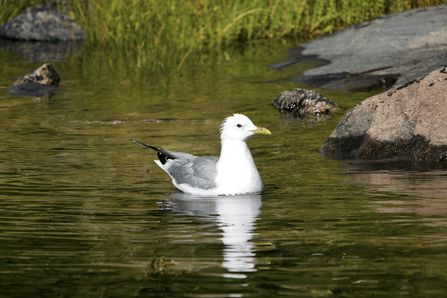Kalalokki havainto