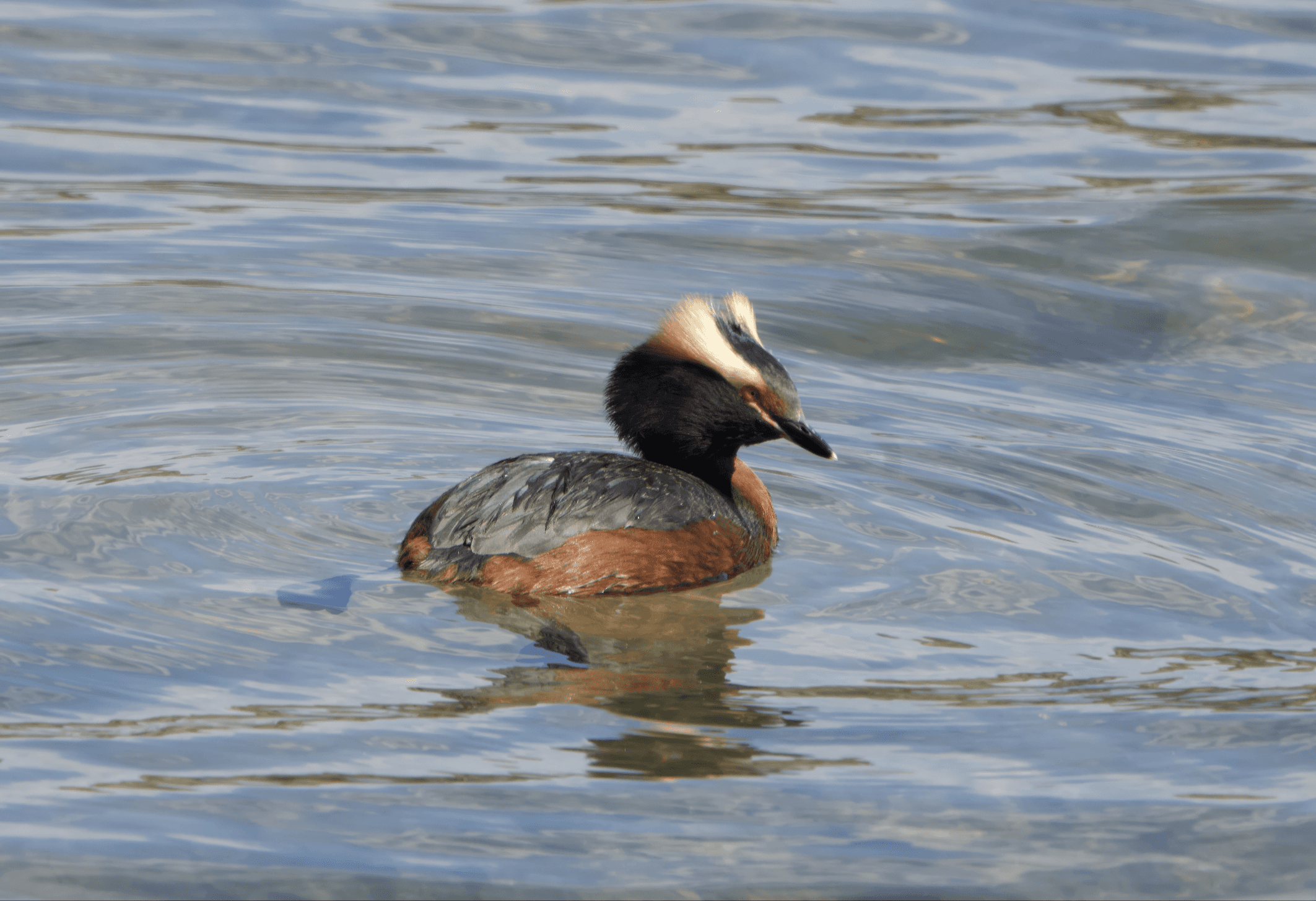 Mustakurkku-uikku havainto