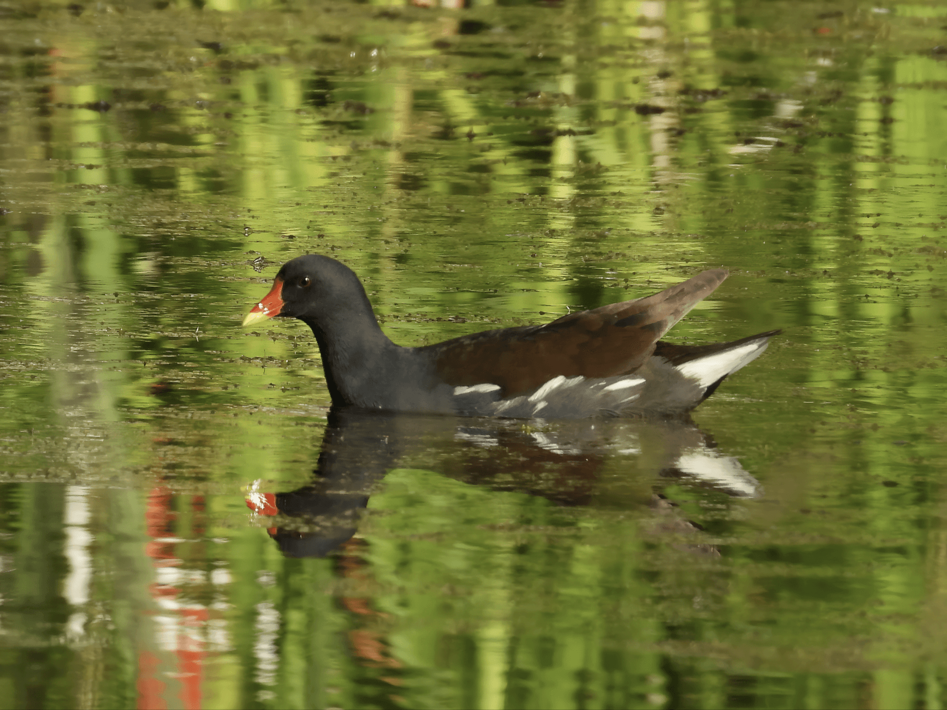 Liejukana Ruissalossa