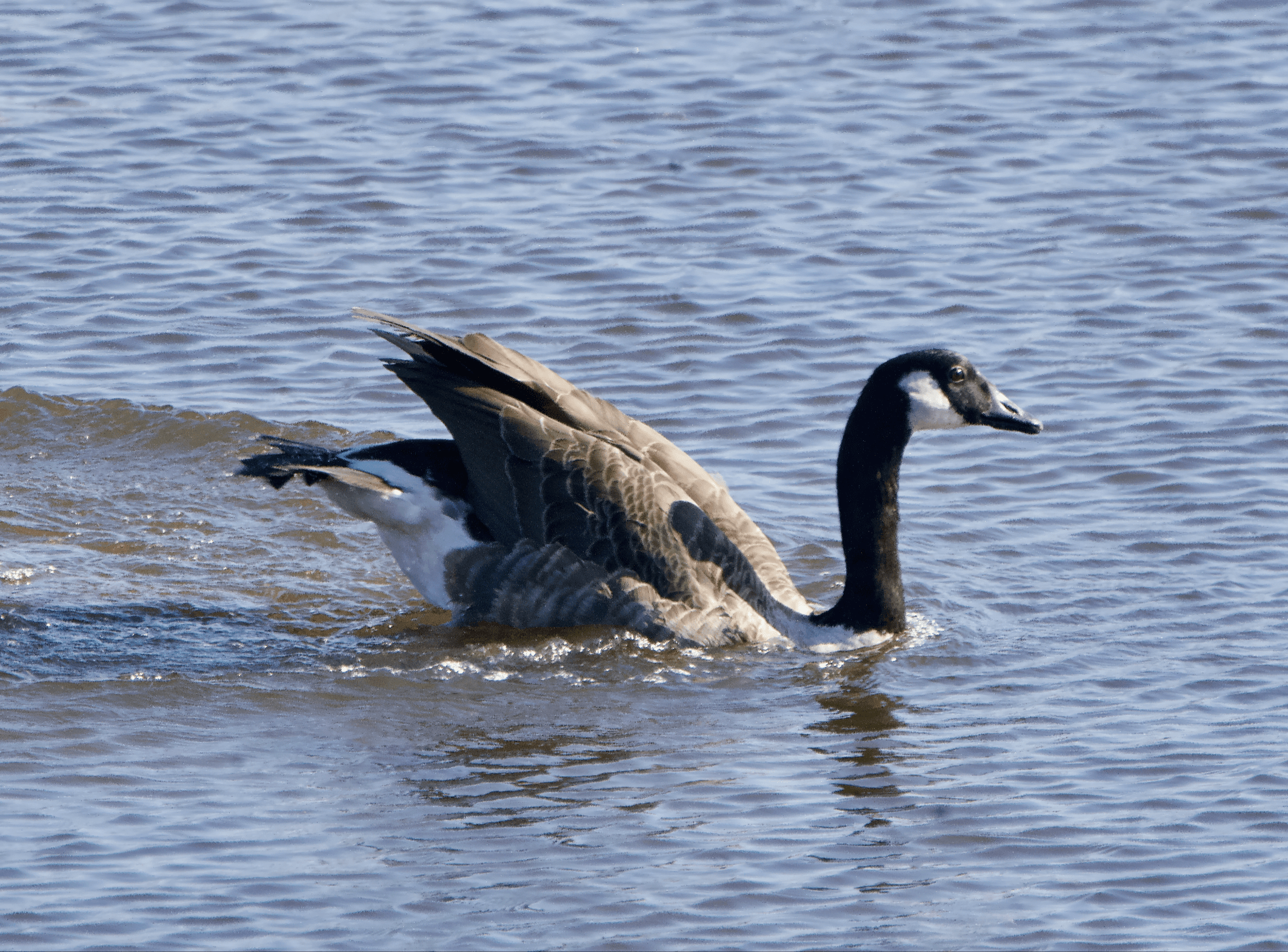 Kanadanhanhi havainto