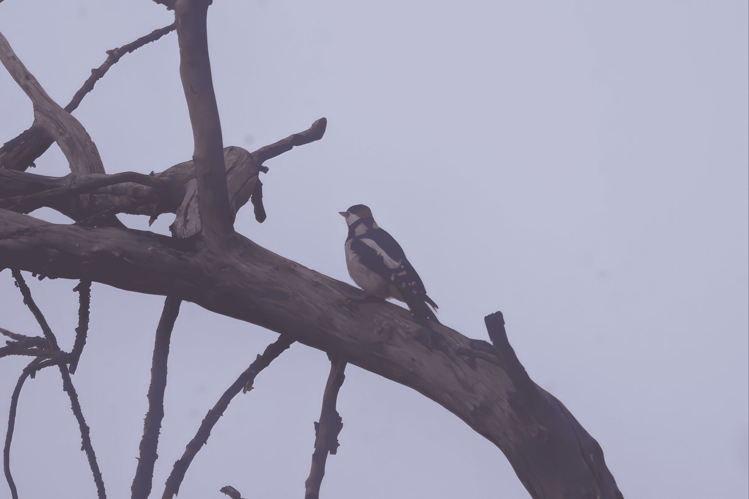 Gran Canarialla elävä käpytikka