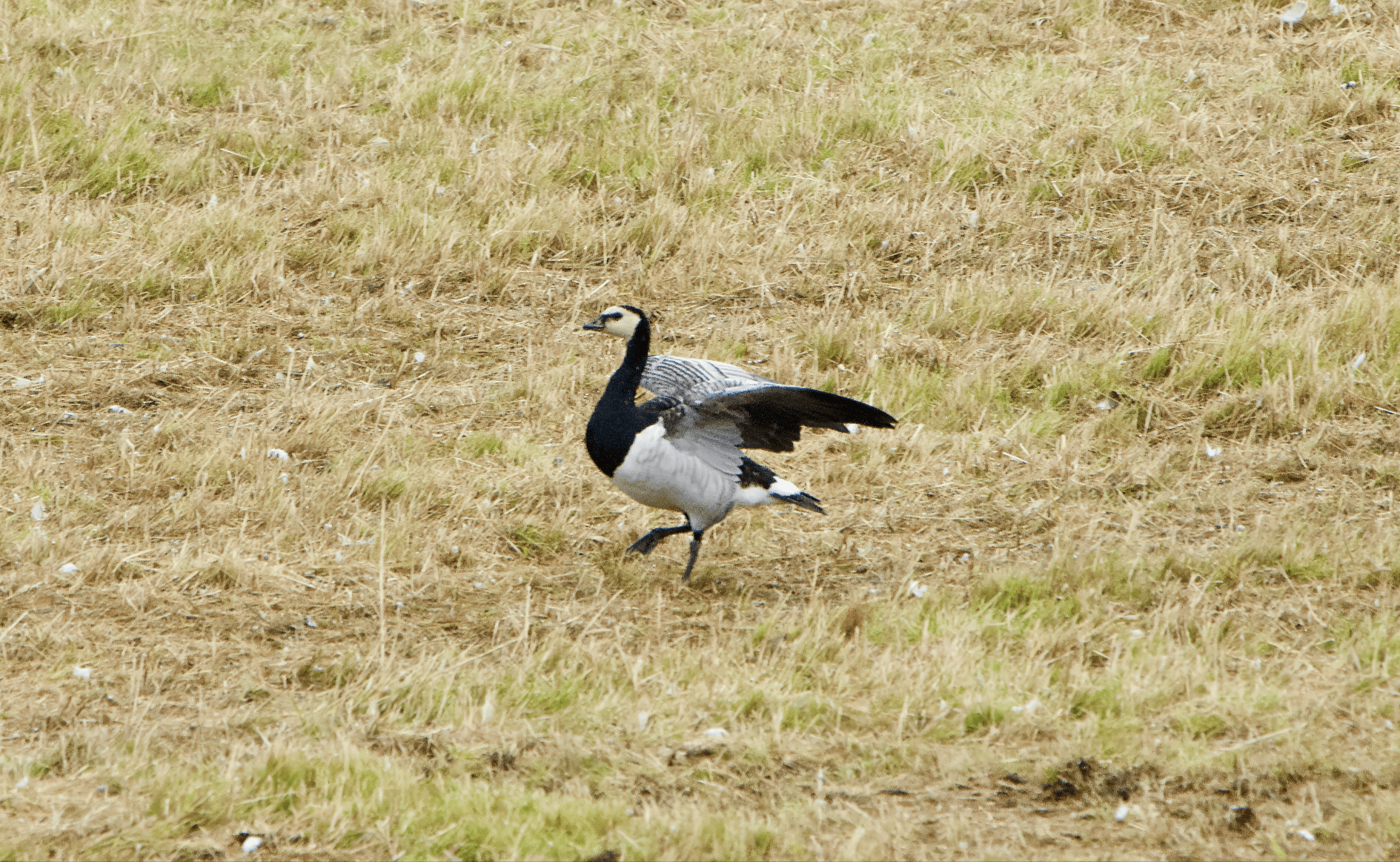 Valkoposkihanhi havainto