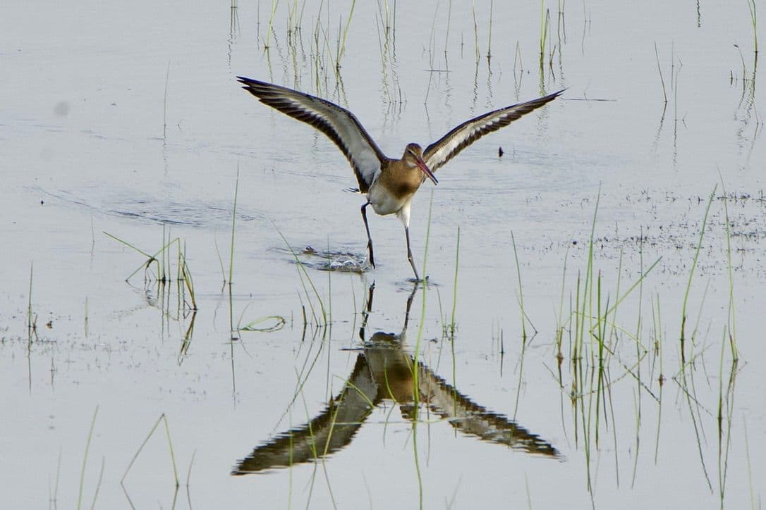 Mustapyrstökuiri havainto