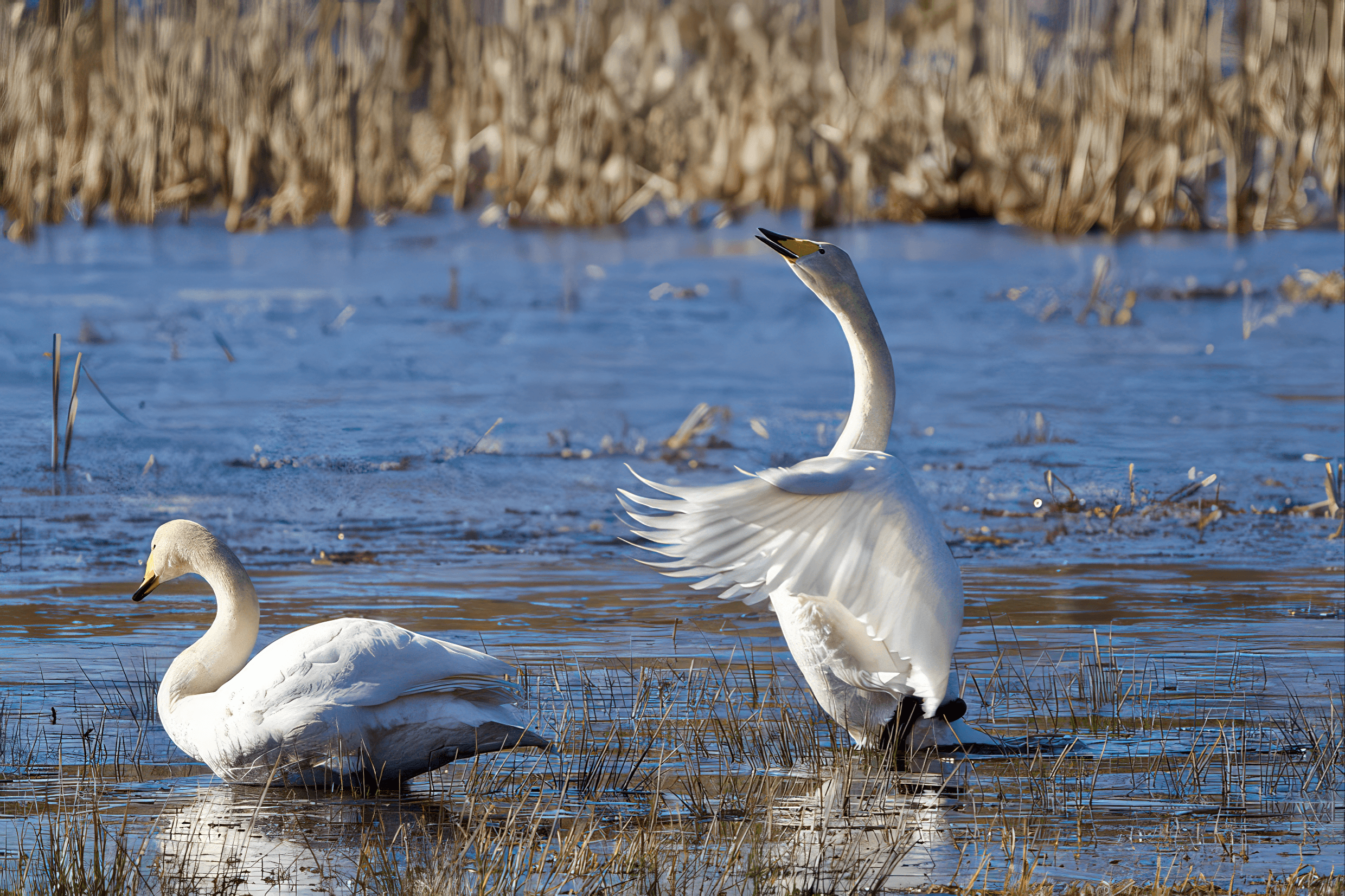 Laulujoutsen havainto