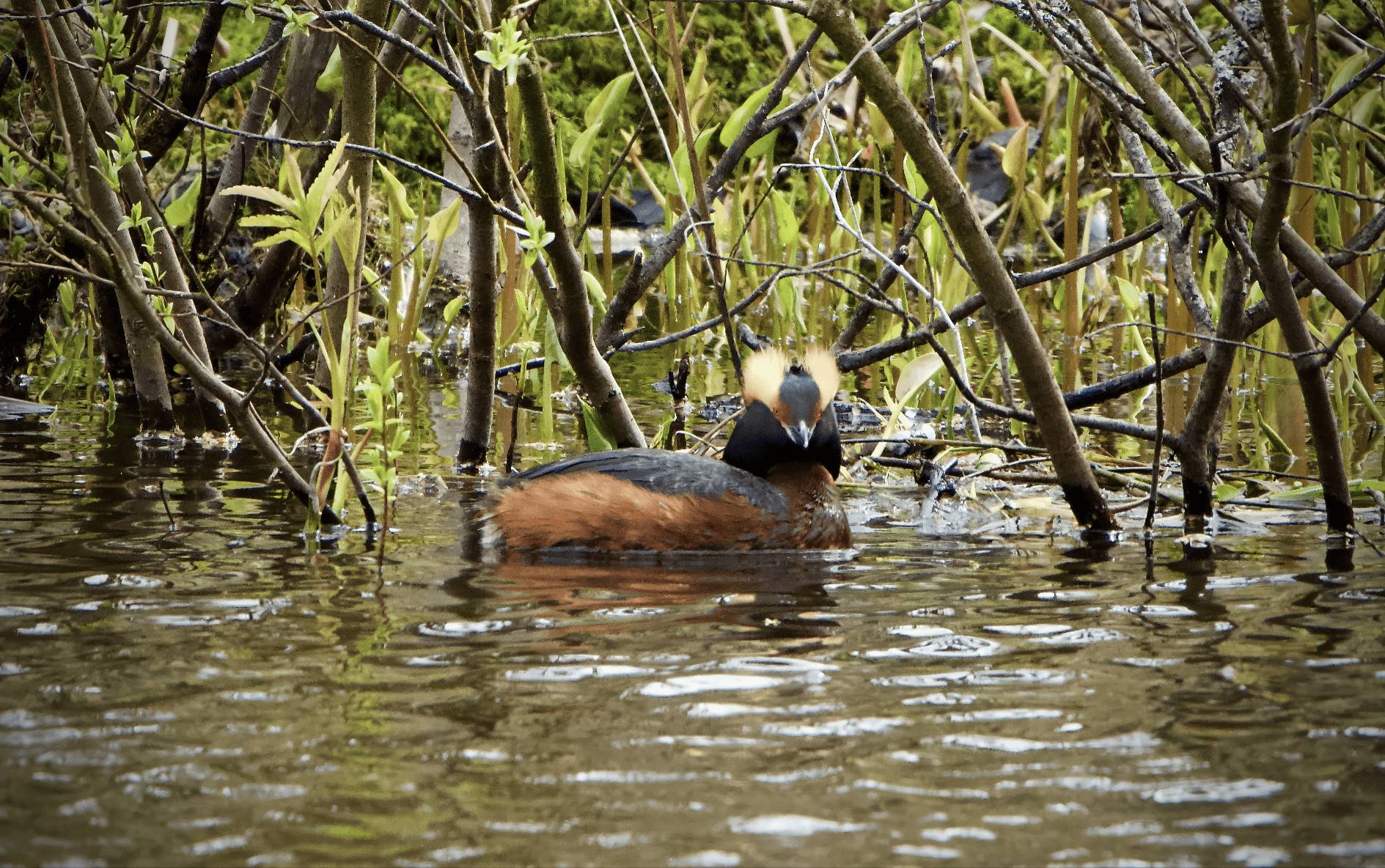 Rantojemme korukivi, mustakurkku-uikku