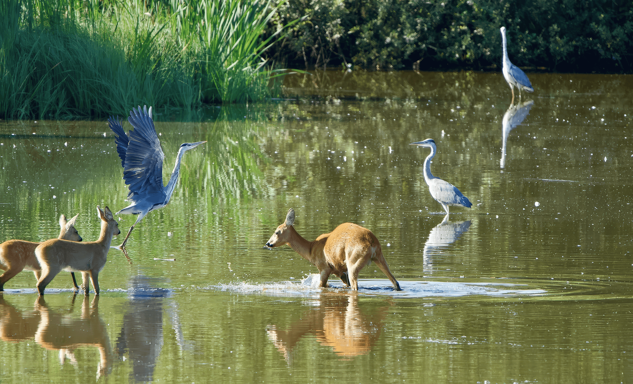 Haikara ja metsäkauriit