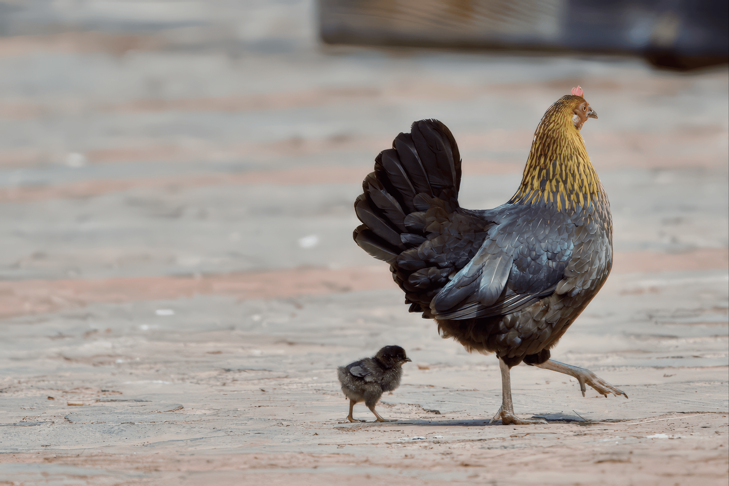 Maatiaiskana Gran Canarialla