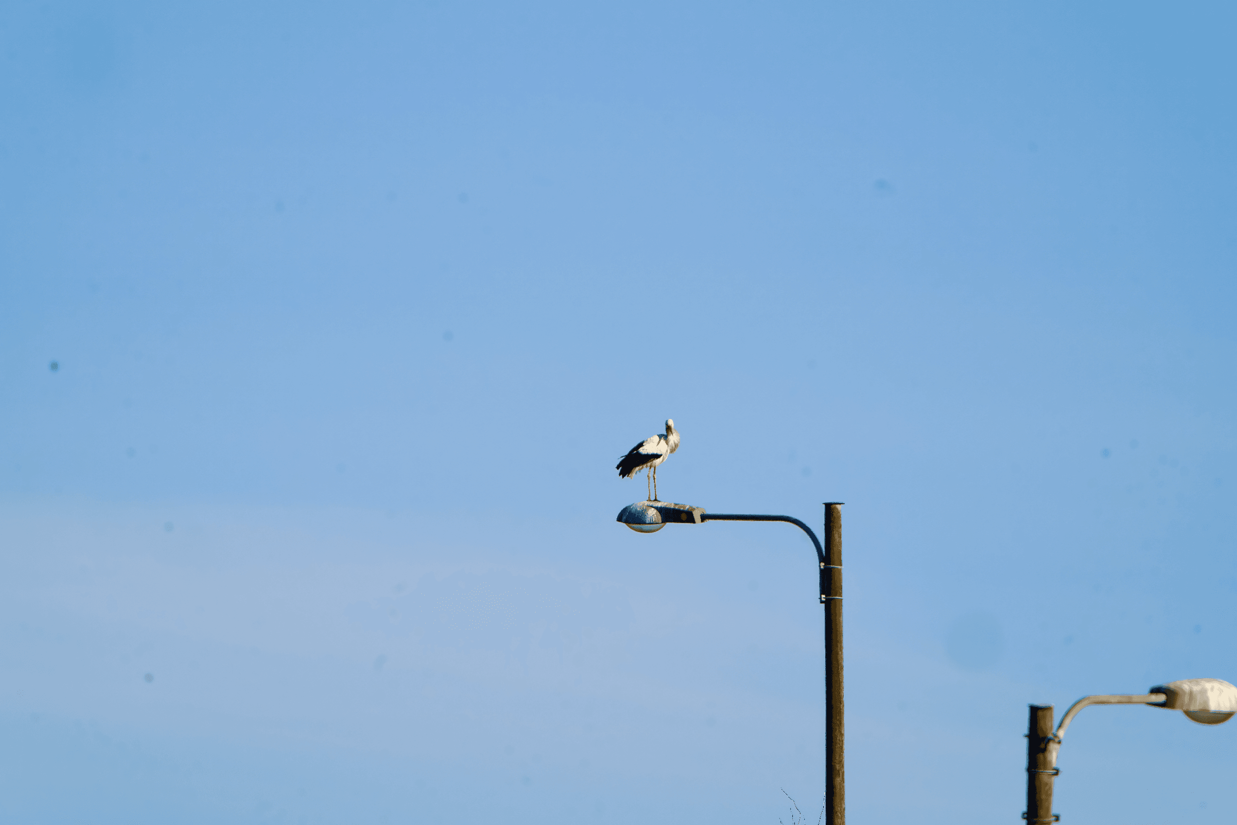 Kattohaikara havainto