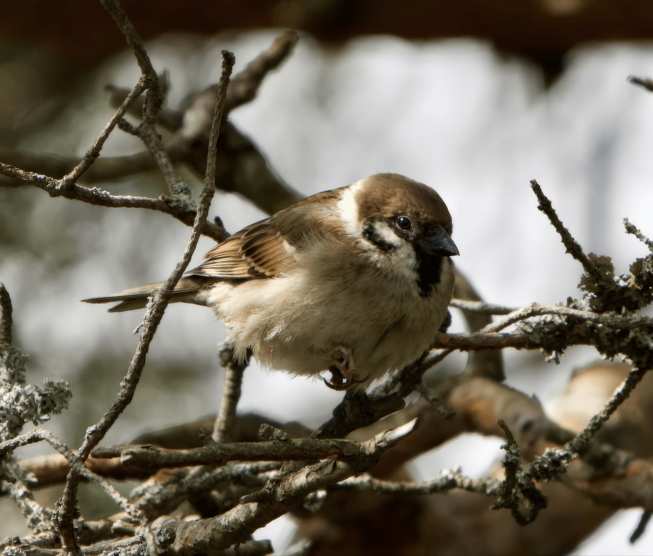 Pikkuvarpunen havainto