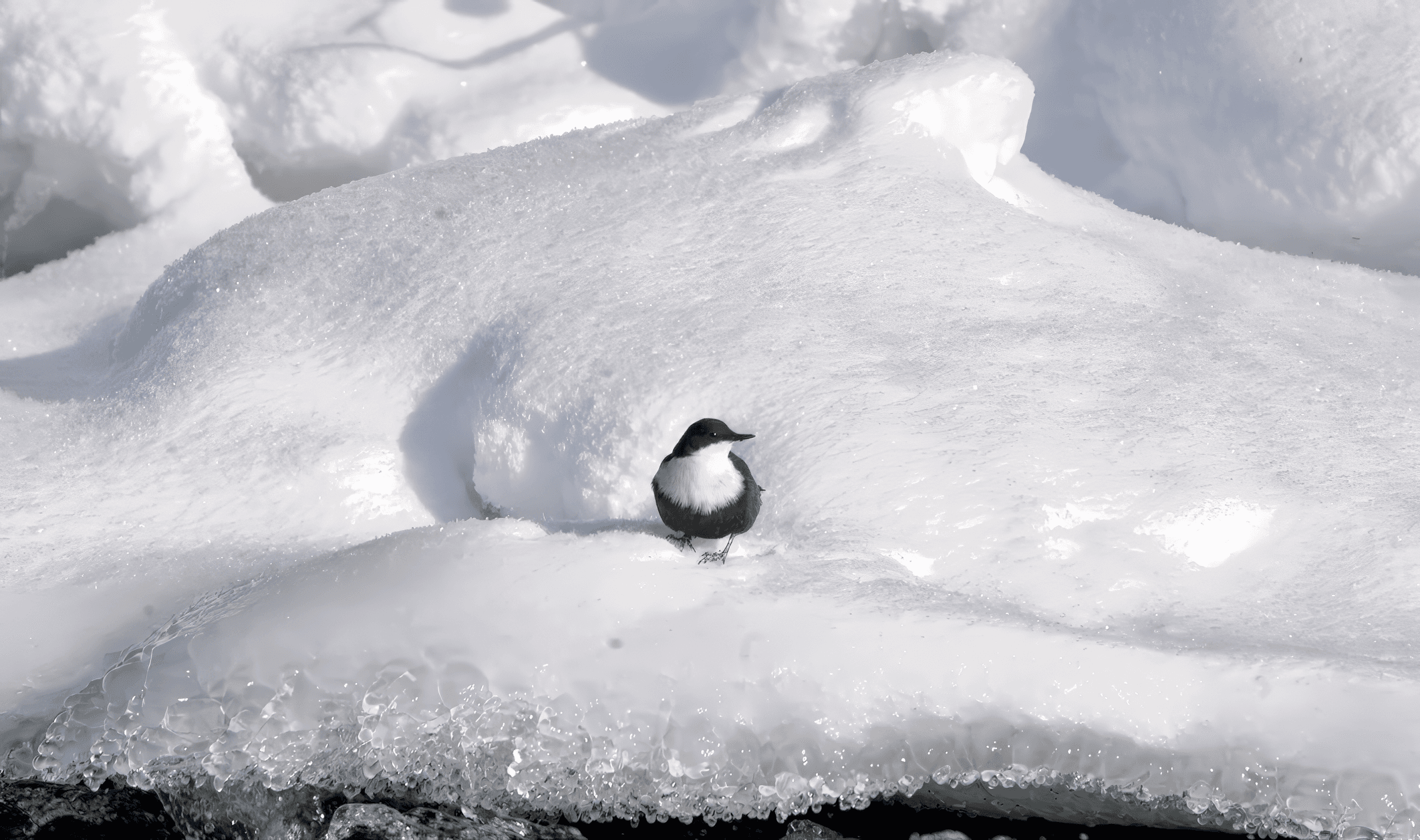 Koskikara Kitkan koskella