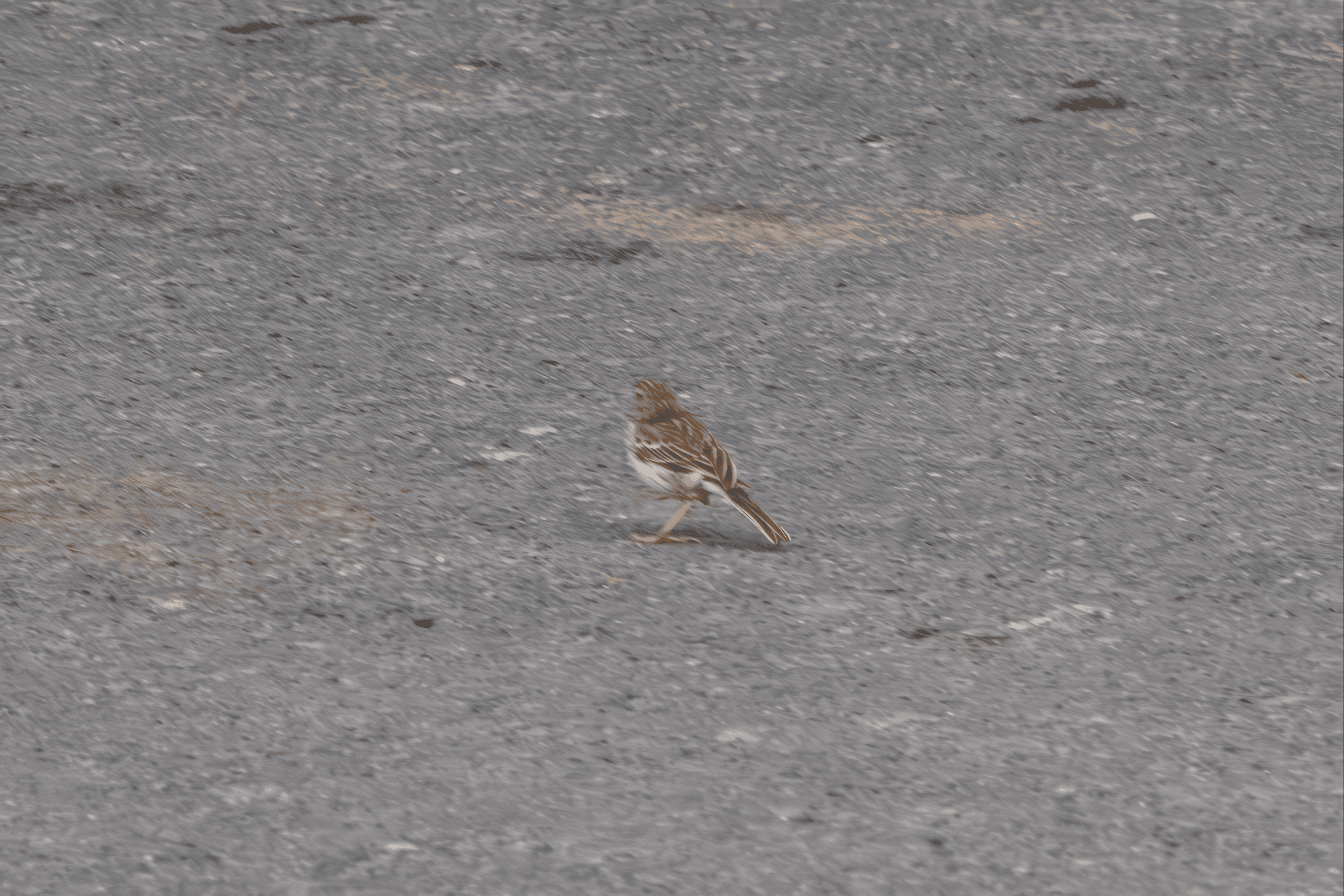 Kanarianniittykirvinen