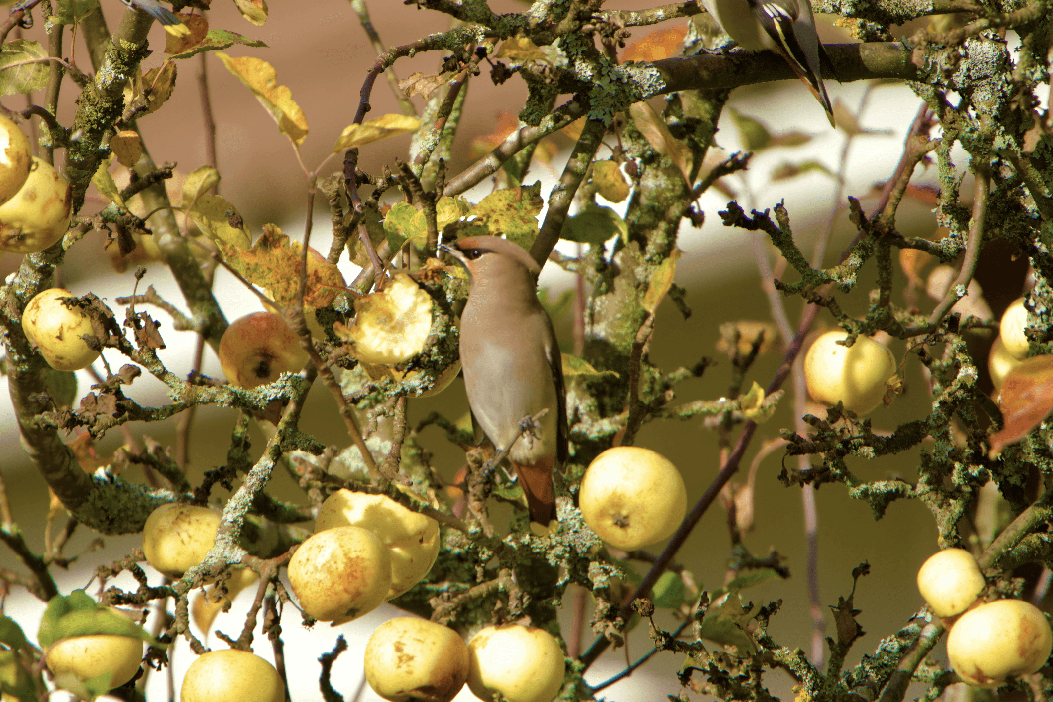 Tilhet omenavarkaissa