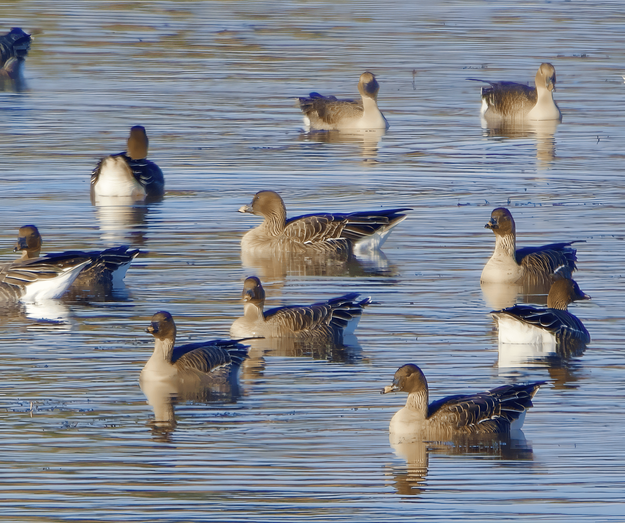 Metsähanhi 2020, nykyisin tundrametsähanhi