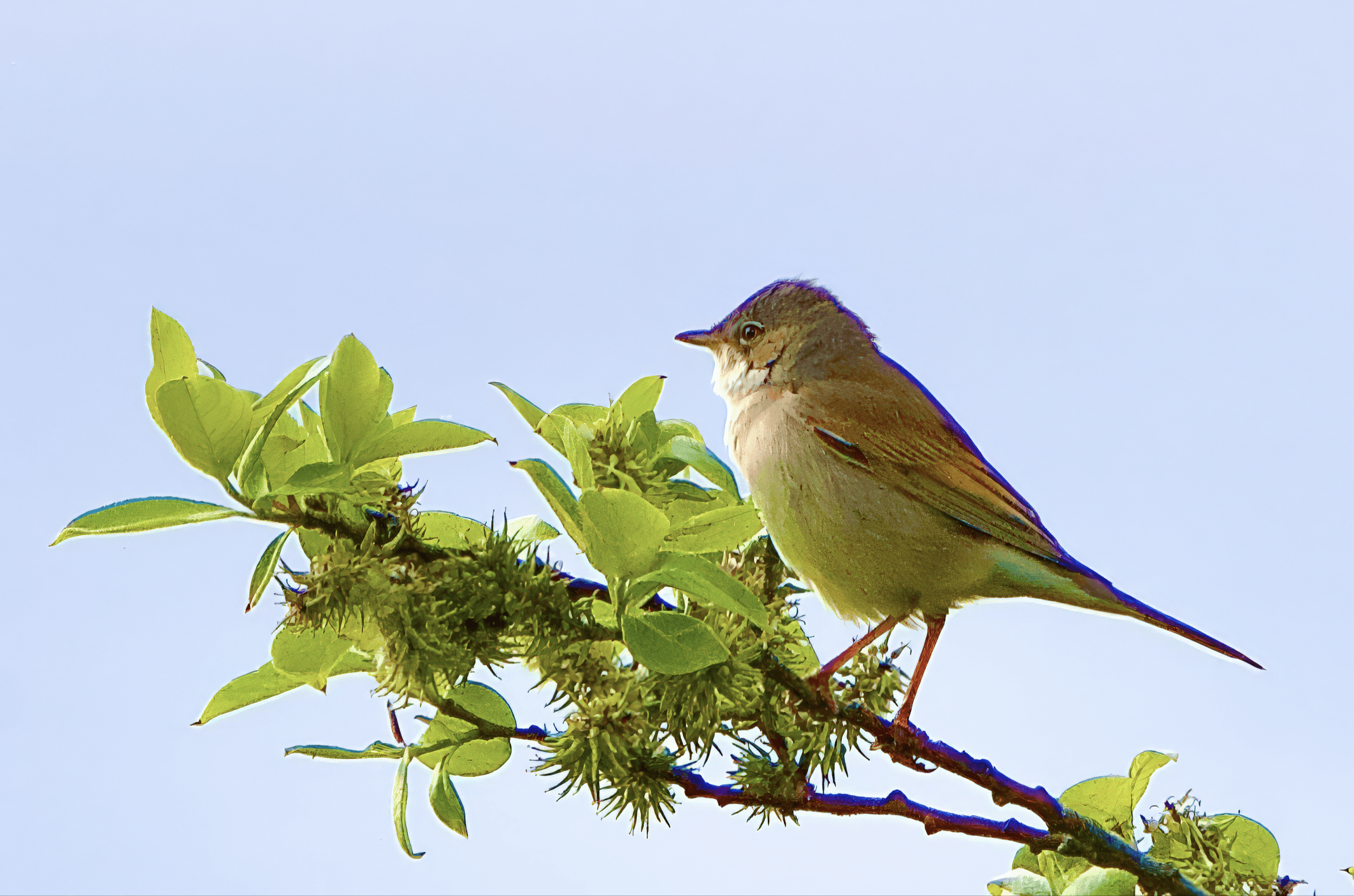 Kertut, kerttuset, sirkkalinnut