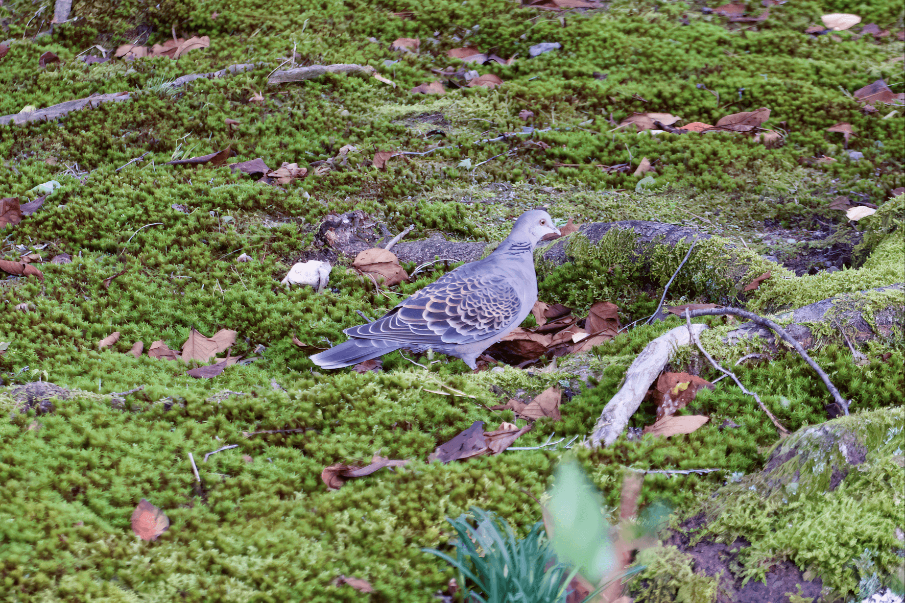 Japanin turturikyyhky