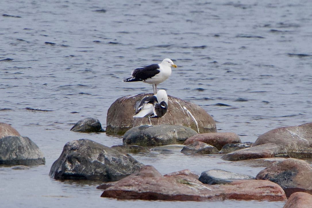 Merilokki havainto