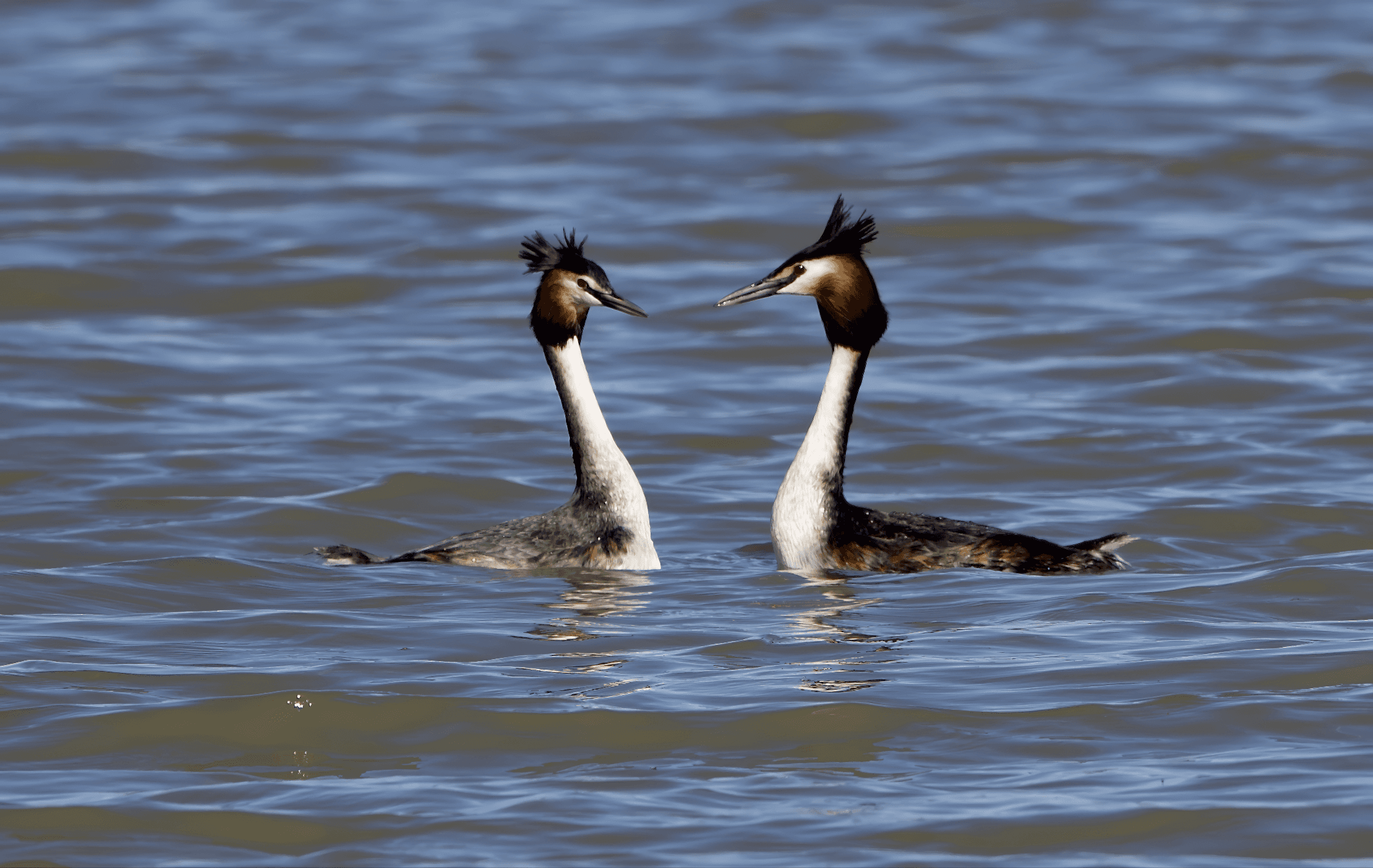 Silkkiuikku havainto