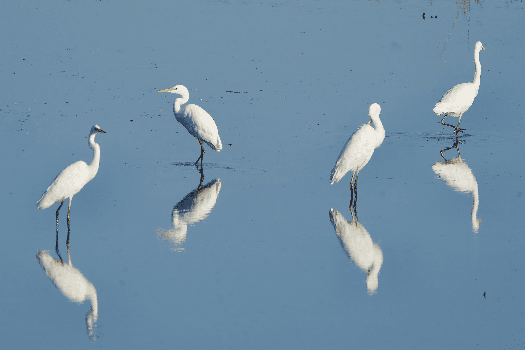 Jalohaikara havainto