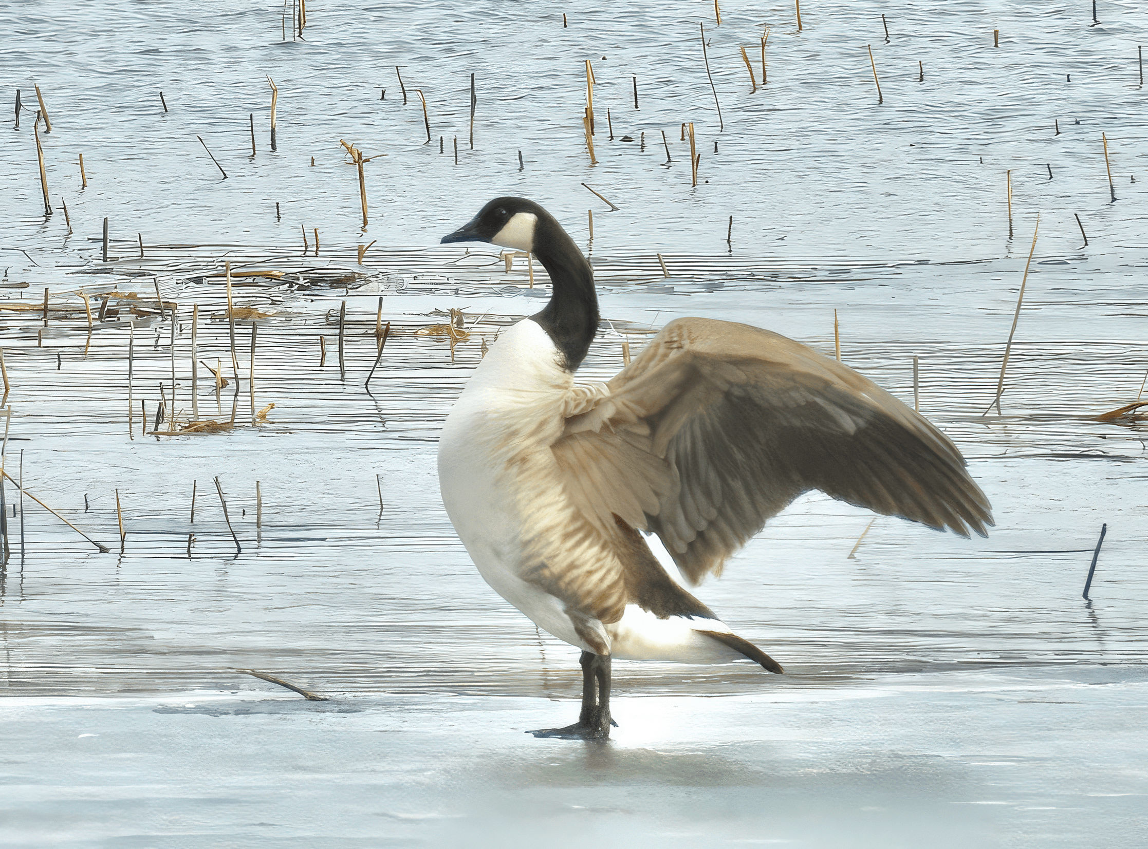 Kanadanhanhi havainto