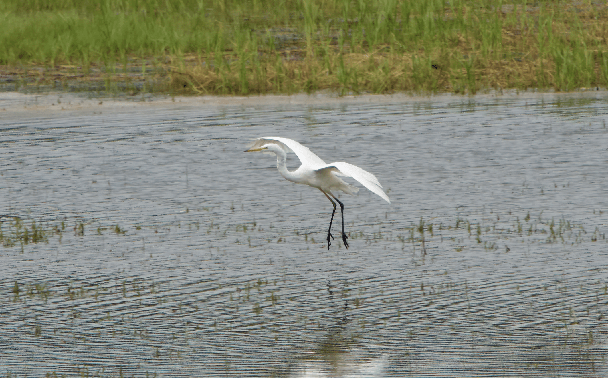 Jalohaikara havainto