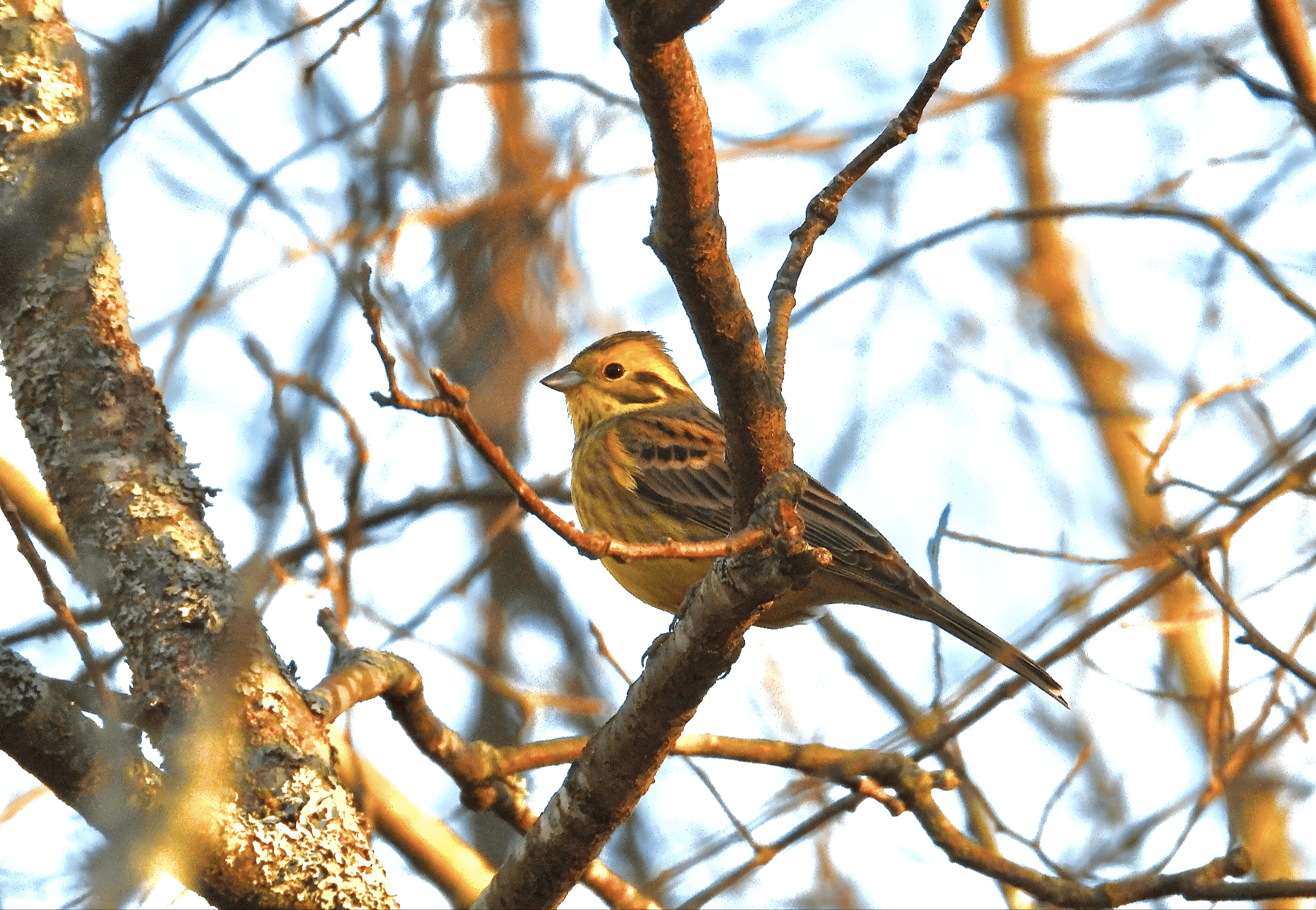 Keltasirkku havainto