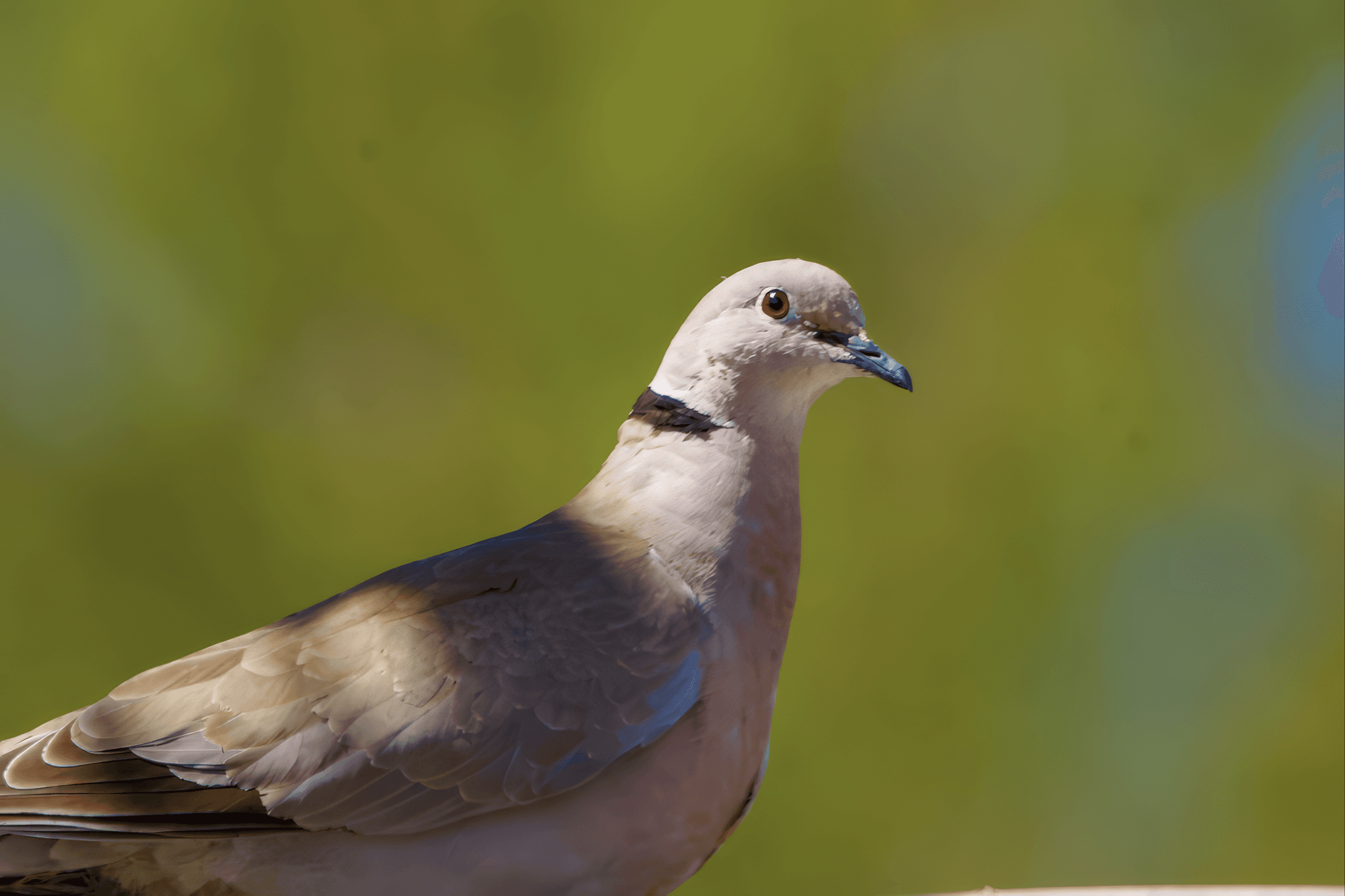 Kanarian turkinkyyhky