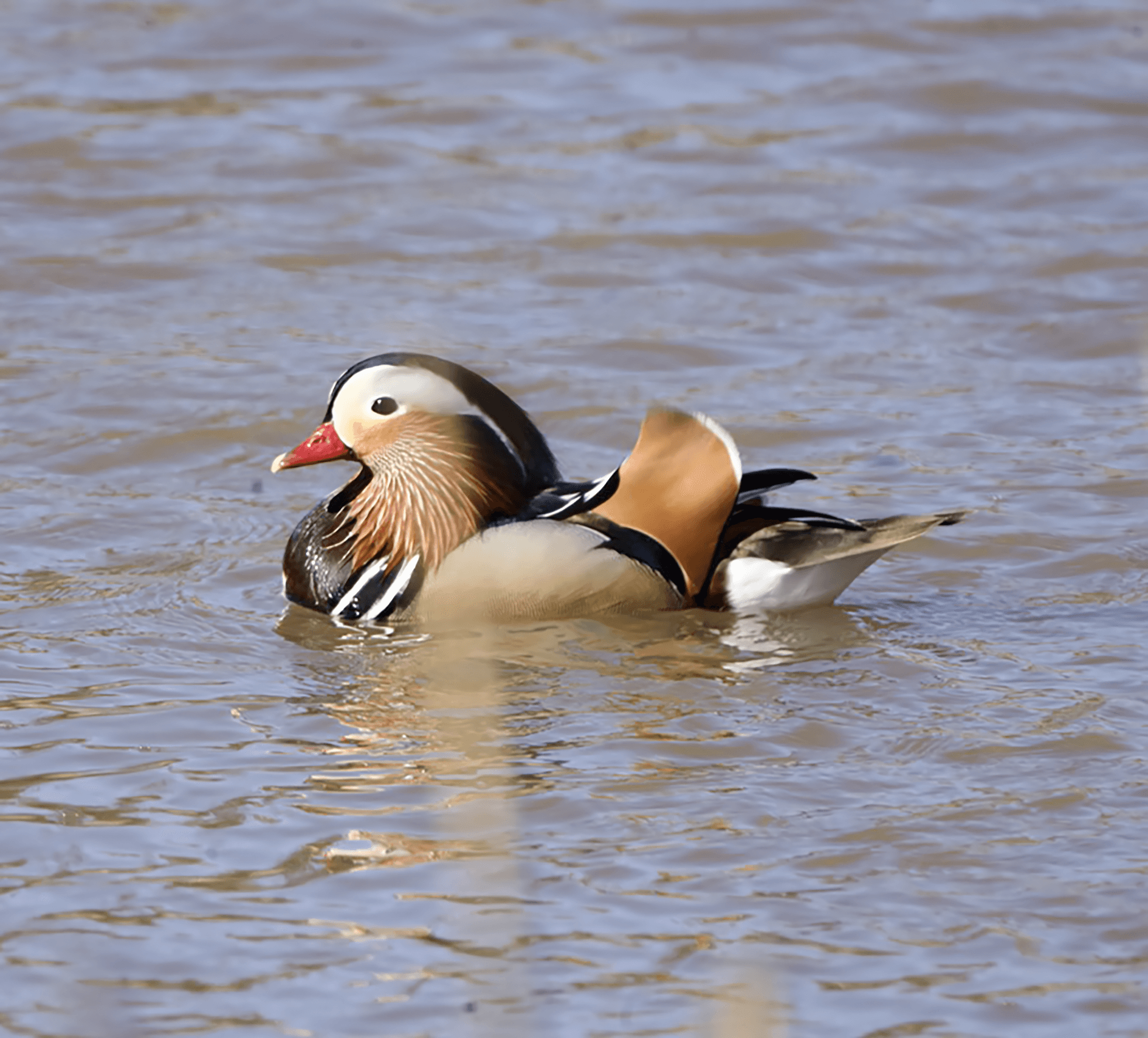 Mandariinisorsa havainto