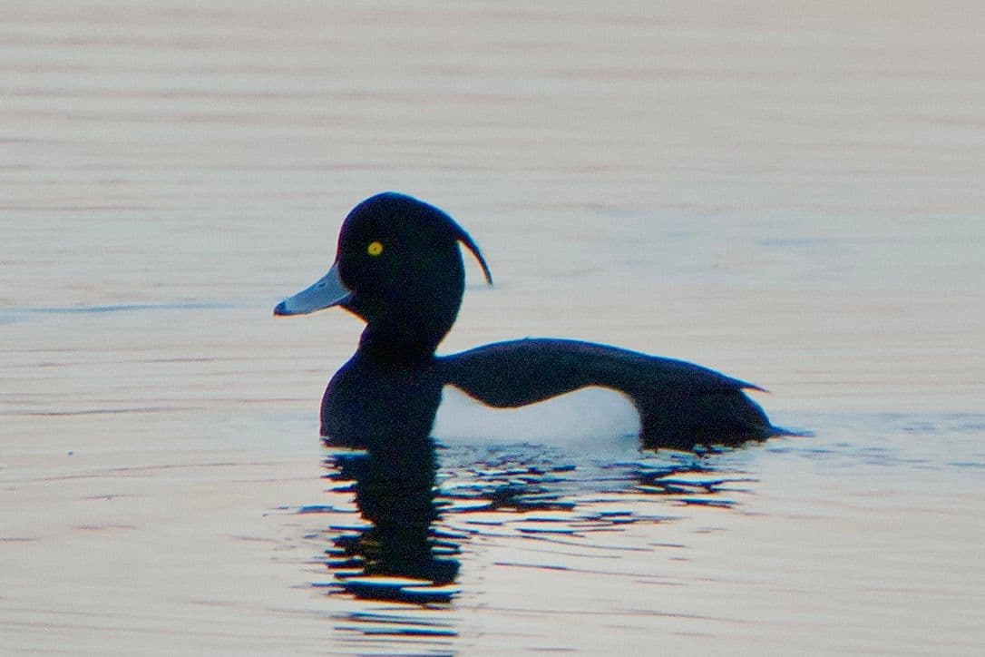 Tukkasotka havainto