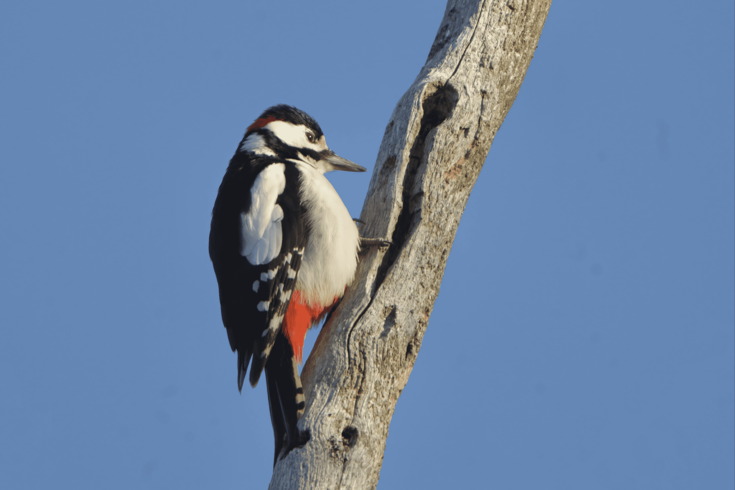 Käpytikan rummutus havainto