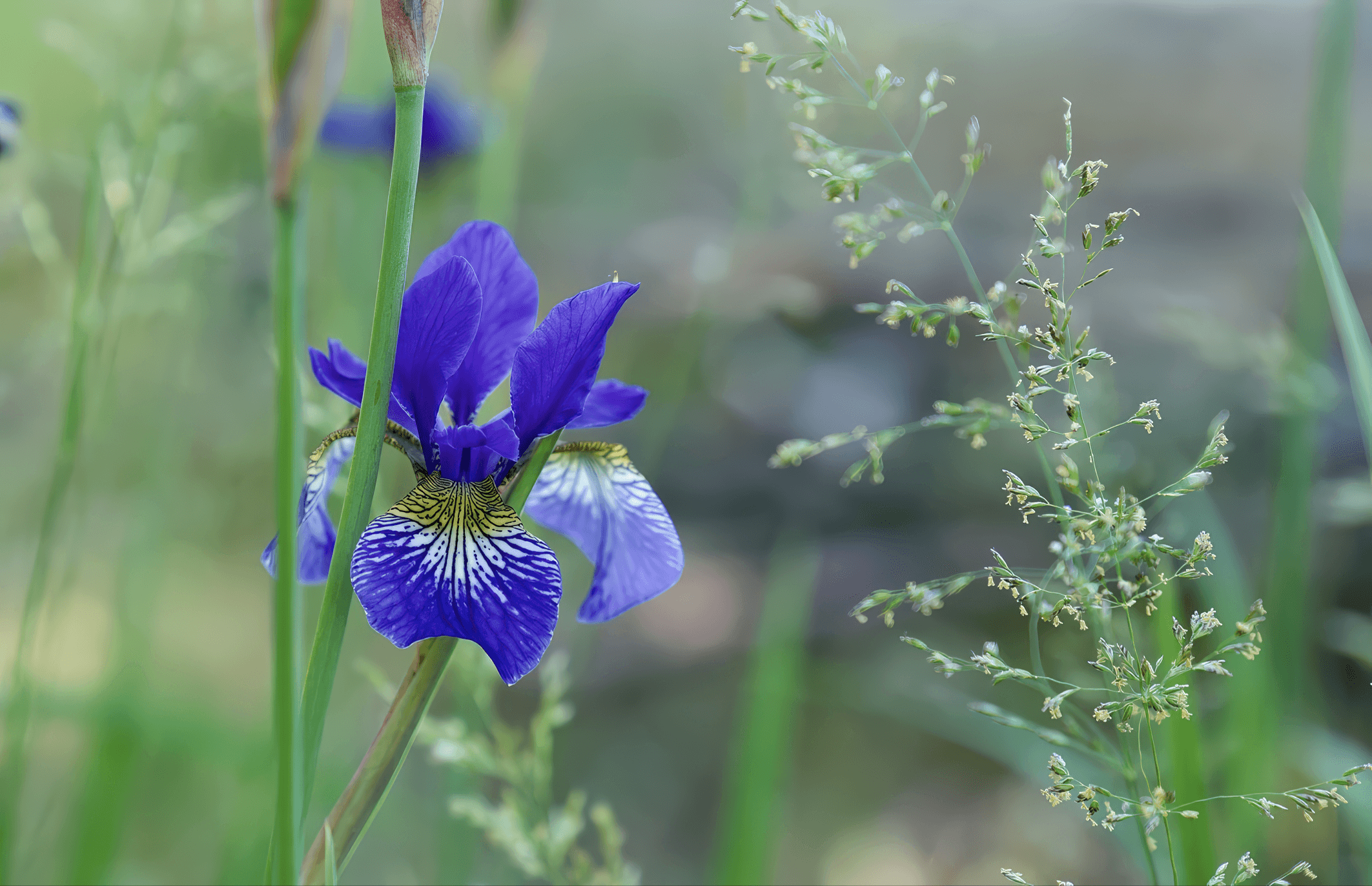 Siperiankurjenmiekka