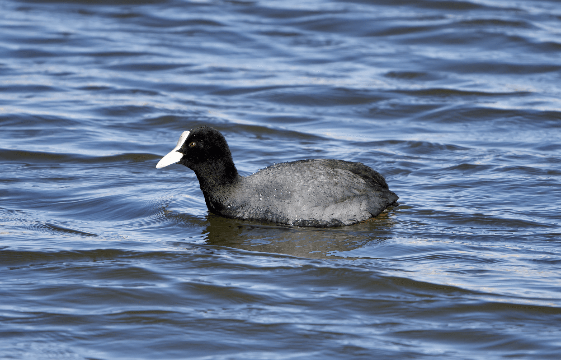 Nokikana Naantalin rannassa