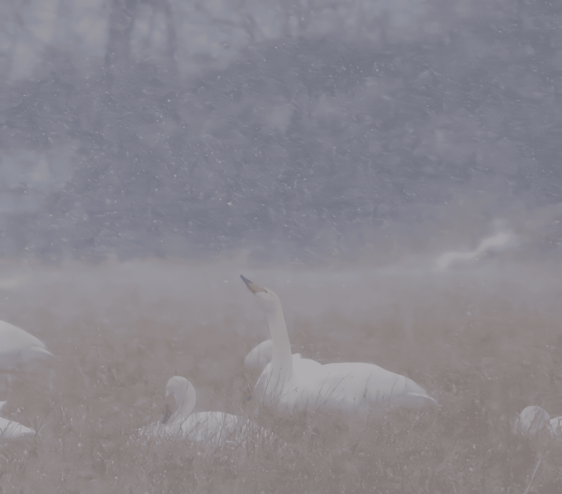 Laulujoutsen havainto