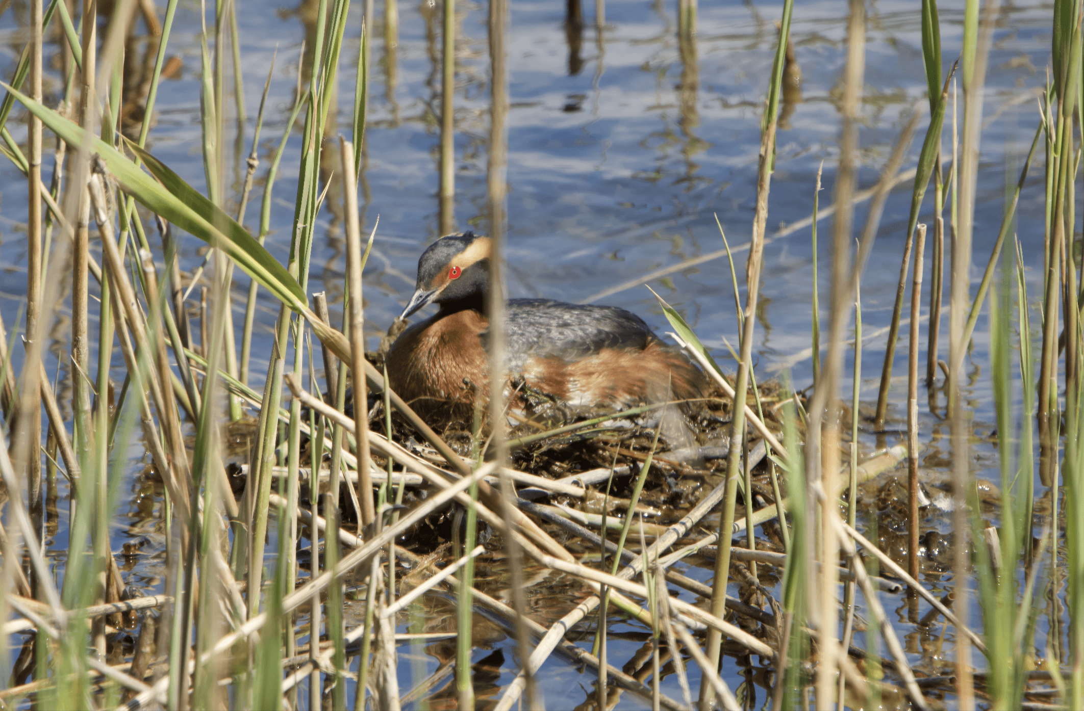 Mustakurkku-uikku havainto