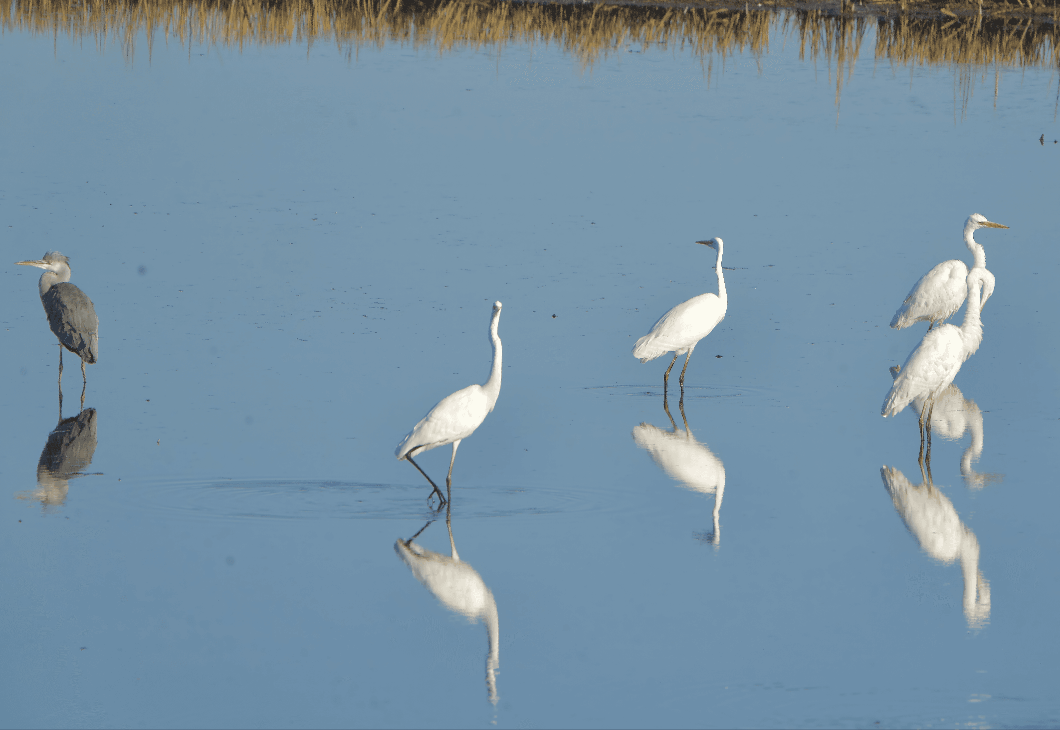 Harmaa- ja jalohaikara yhdessä havainto