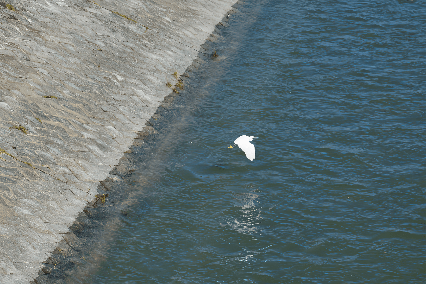 Japanin silkkihaikara