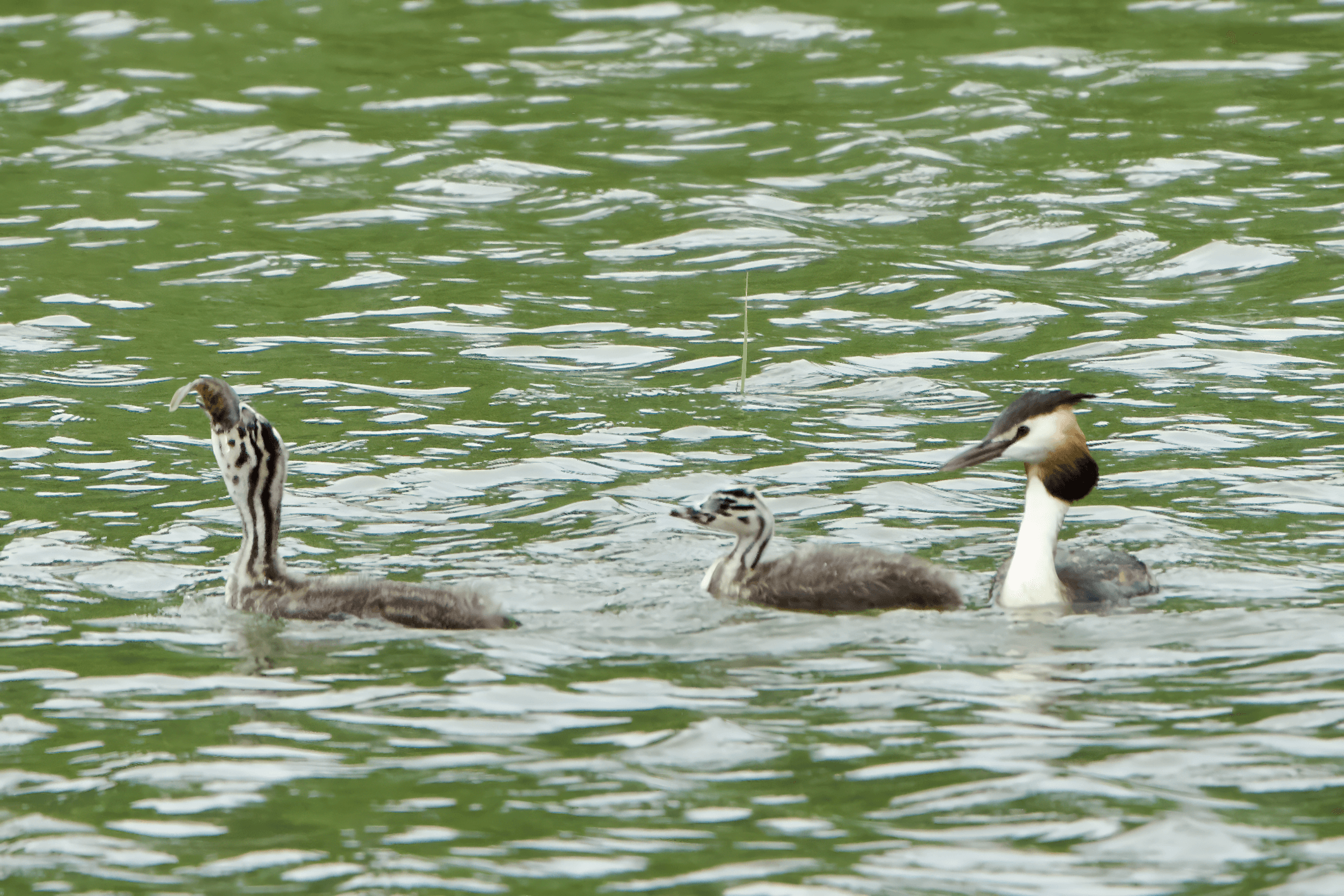 Silkkiuikku havainto