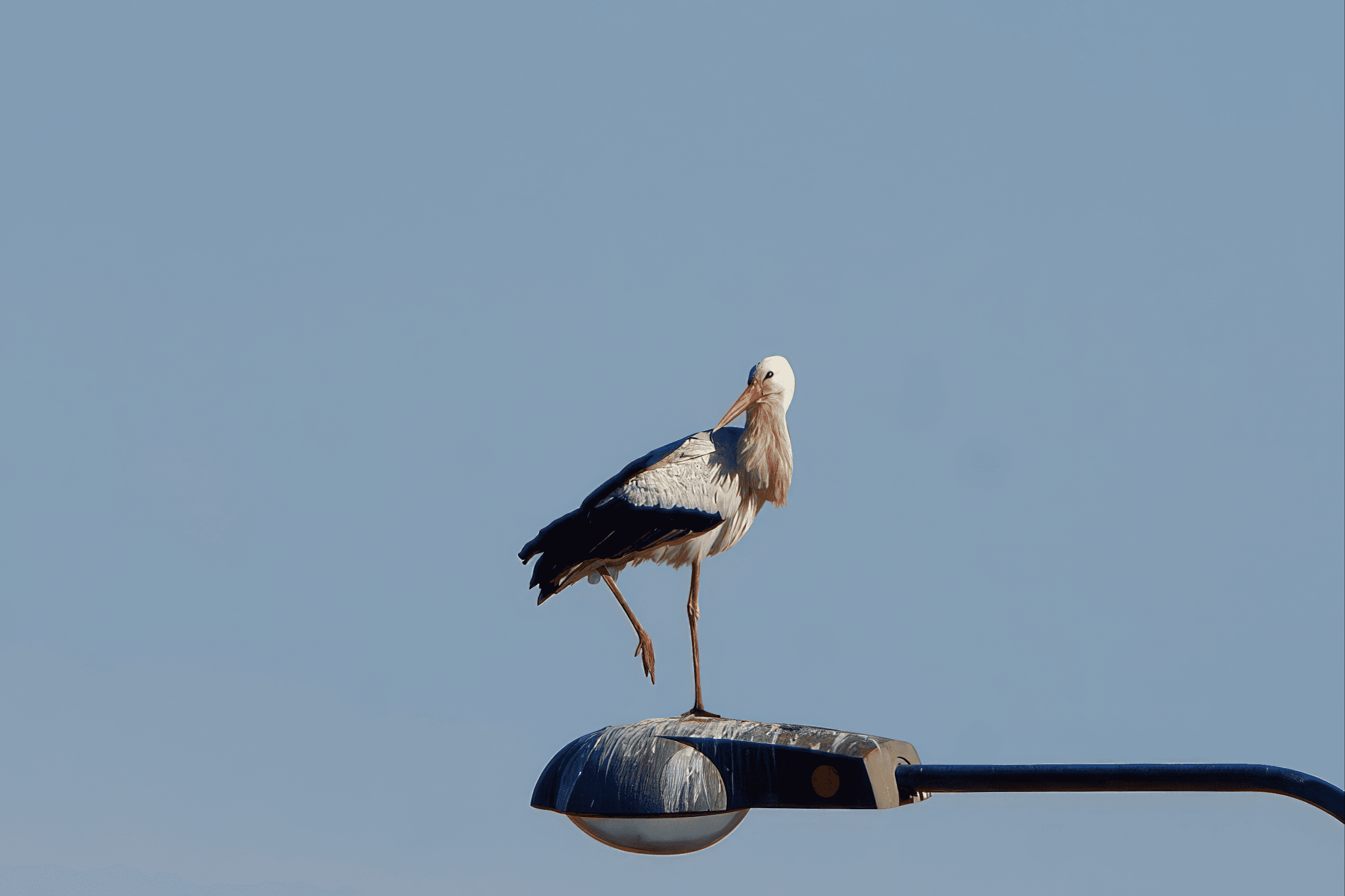 Kattohaikara havainto